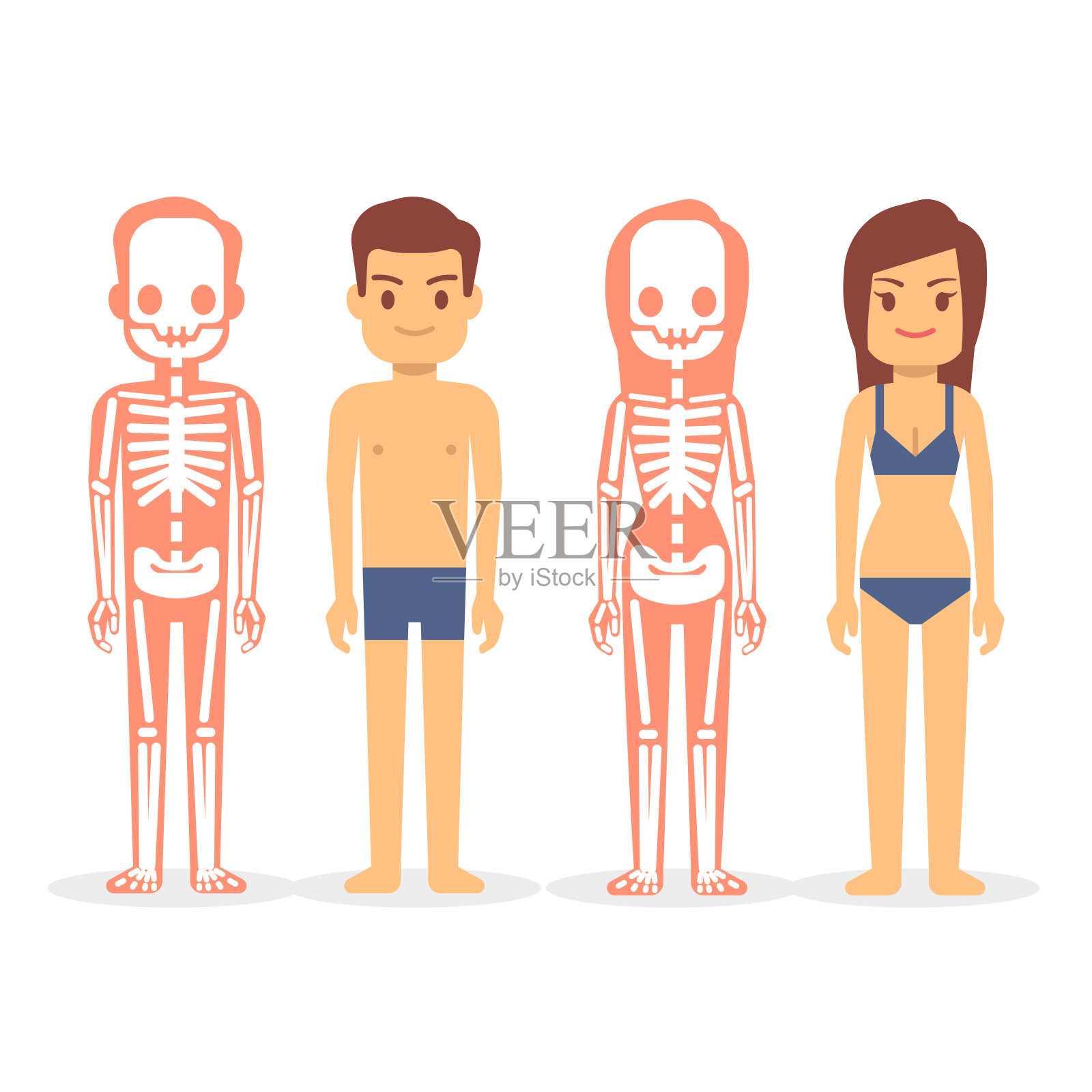 男性和女性，男性和女性的骨骼孤立在白色背景上设计元素图片