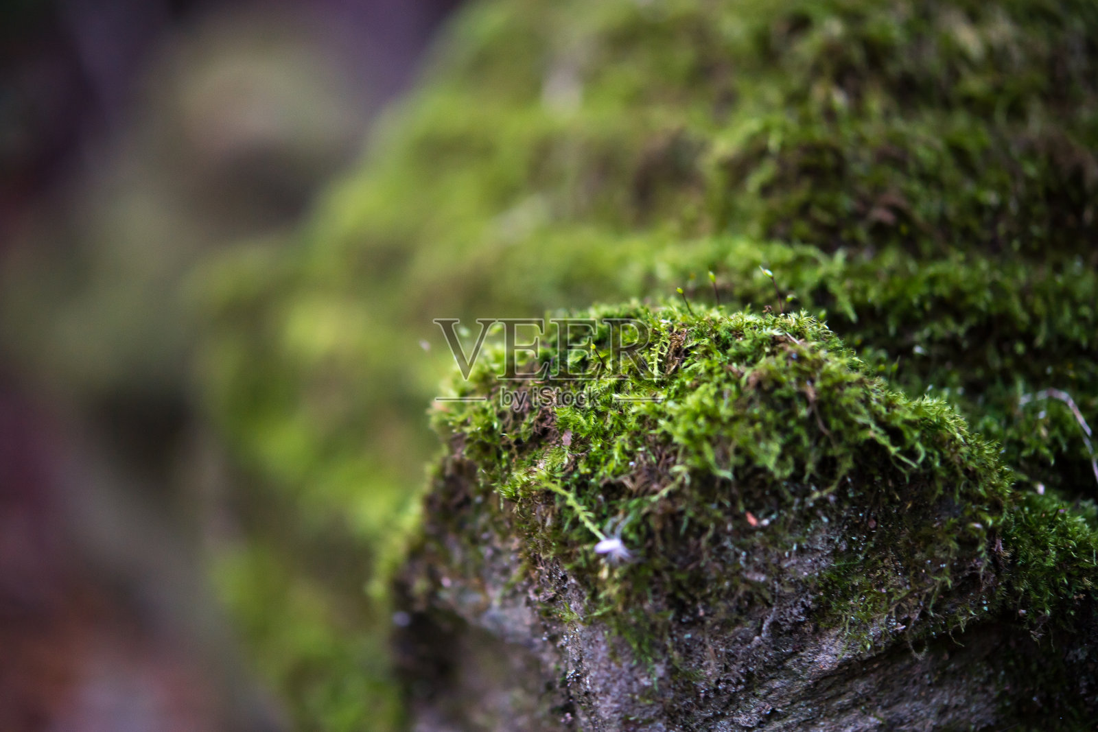 苔藓。照片摄影图片