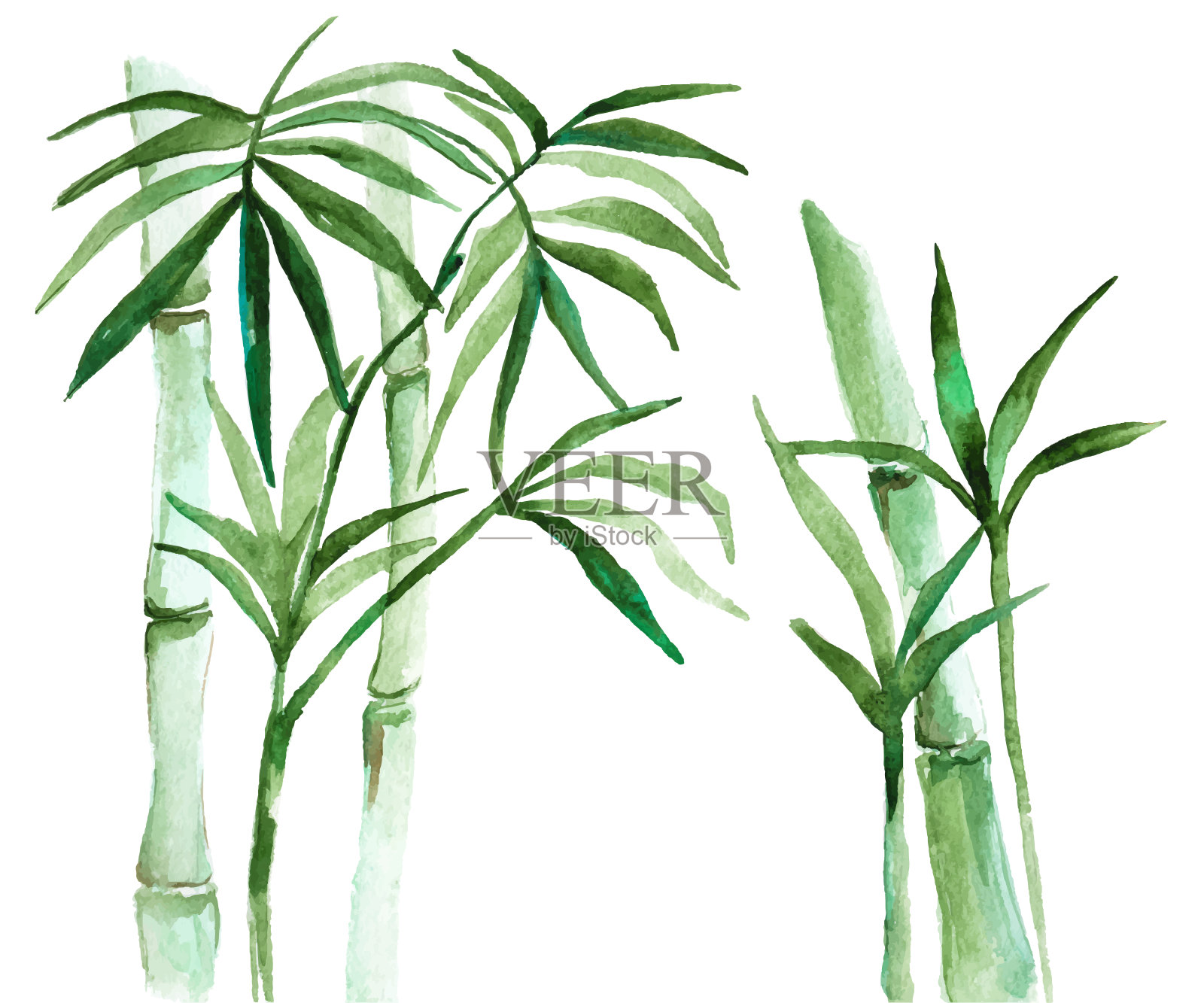 水彩竹插图插画图片素材
