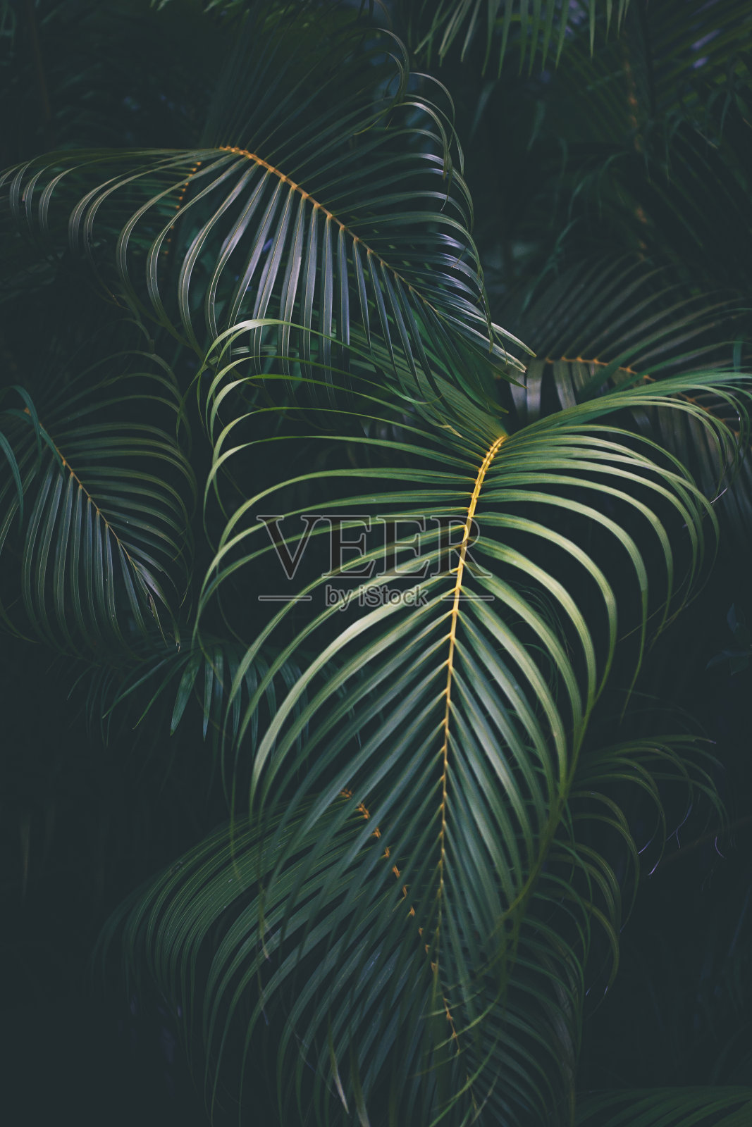 棕榈叶的背景照片摄影图片