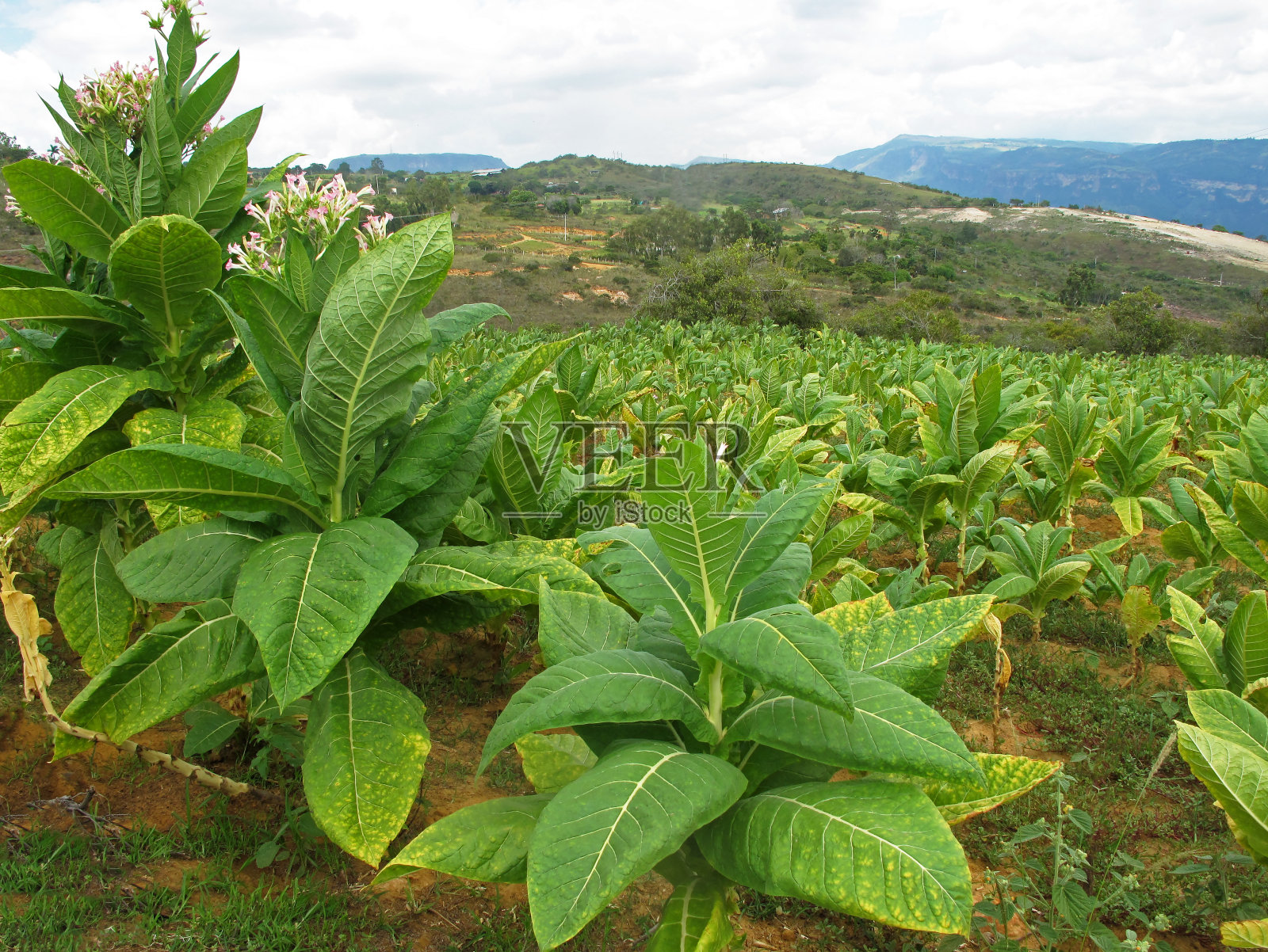 哥伦比亚，烟草种植地照片摄影图片