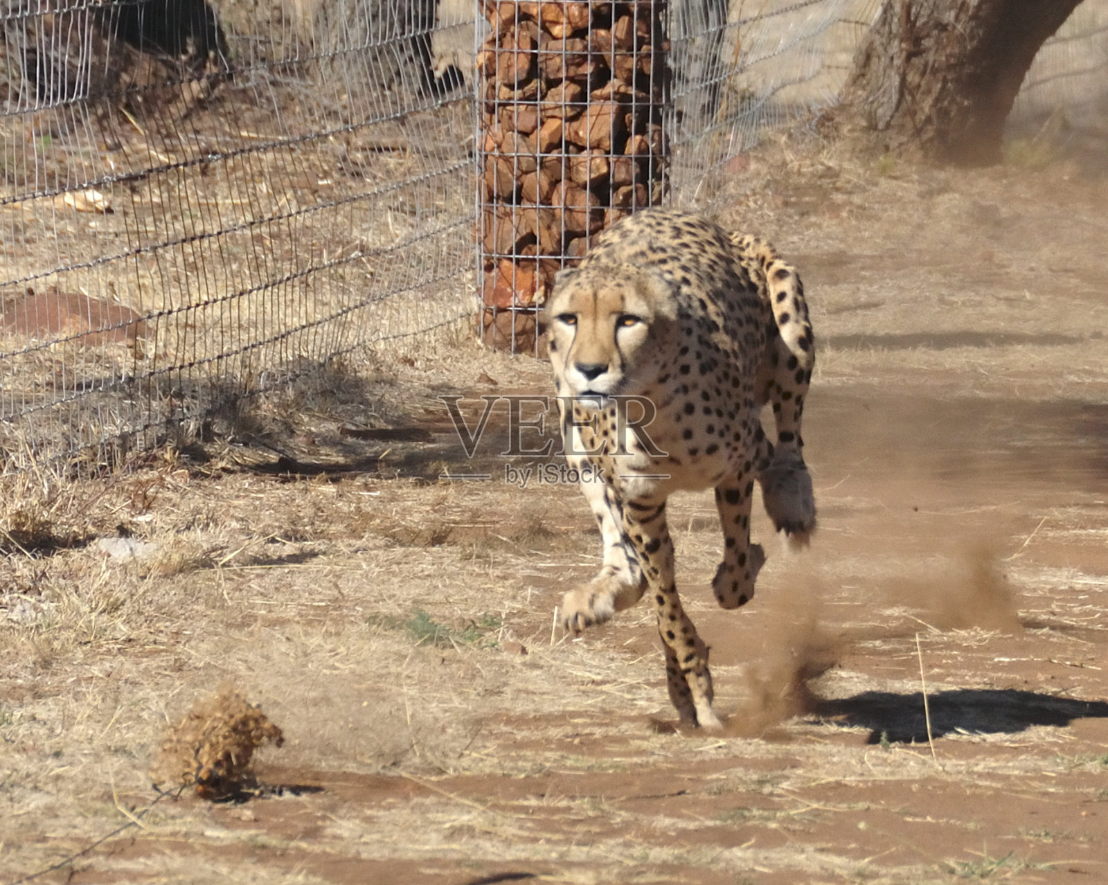 用诱饵训练和奔跑猎豹照片摄影图片