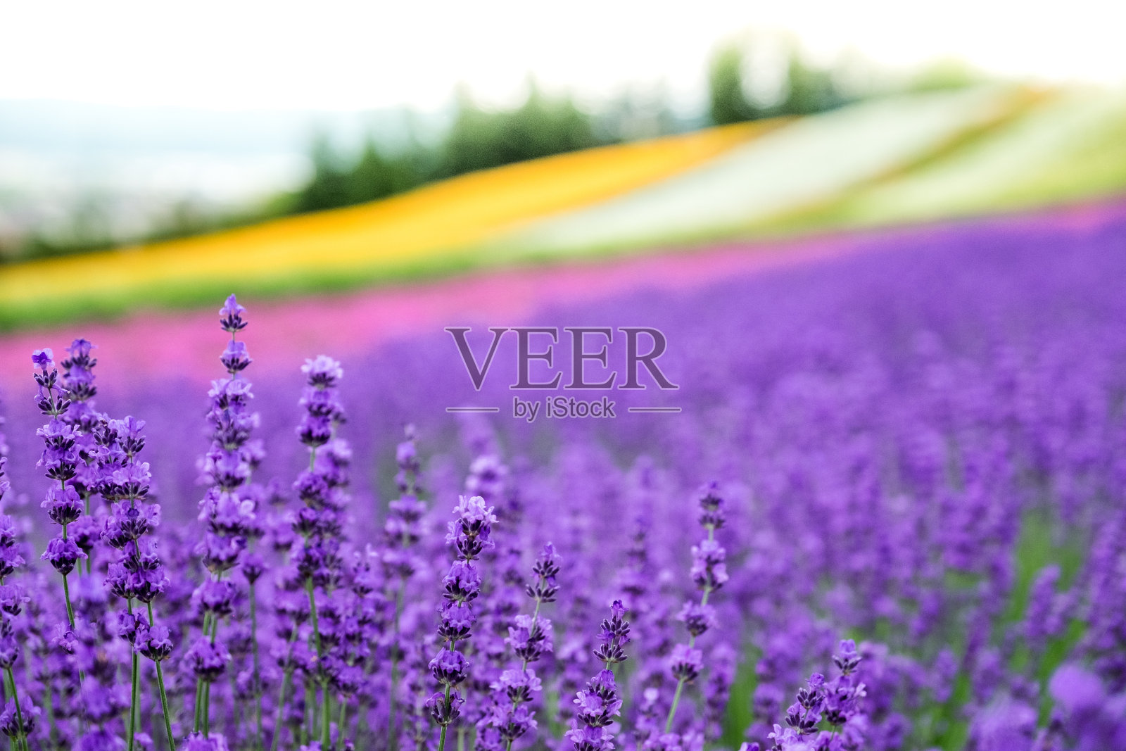 薰衣草盛开的特写(紫色的野地花)和彩虹彩色的花背景，富兰野，日本北海道照片摄影图片