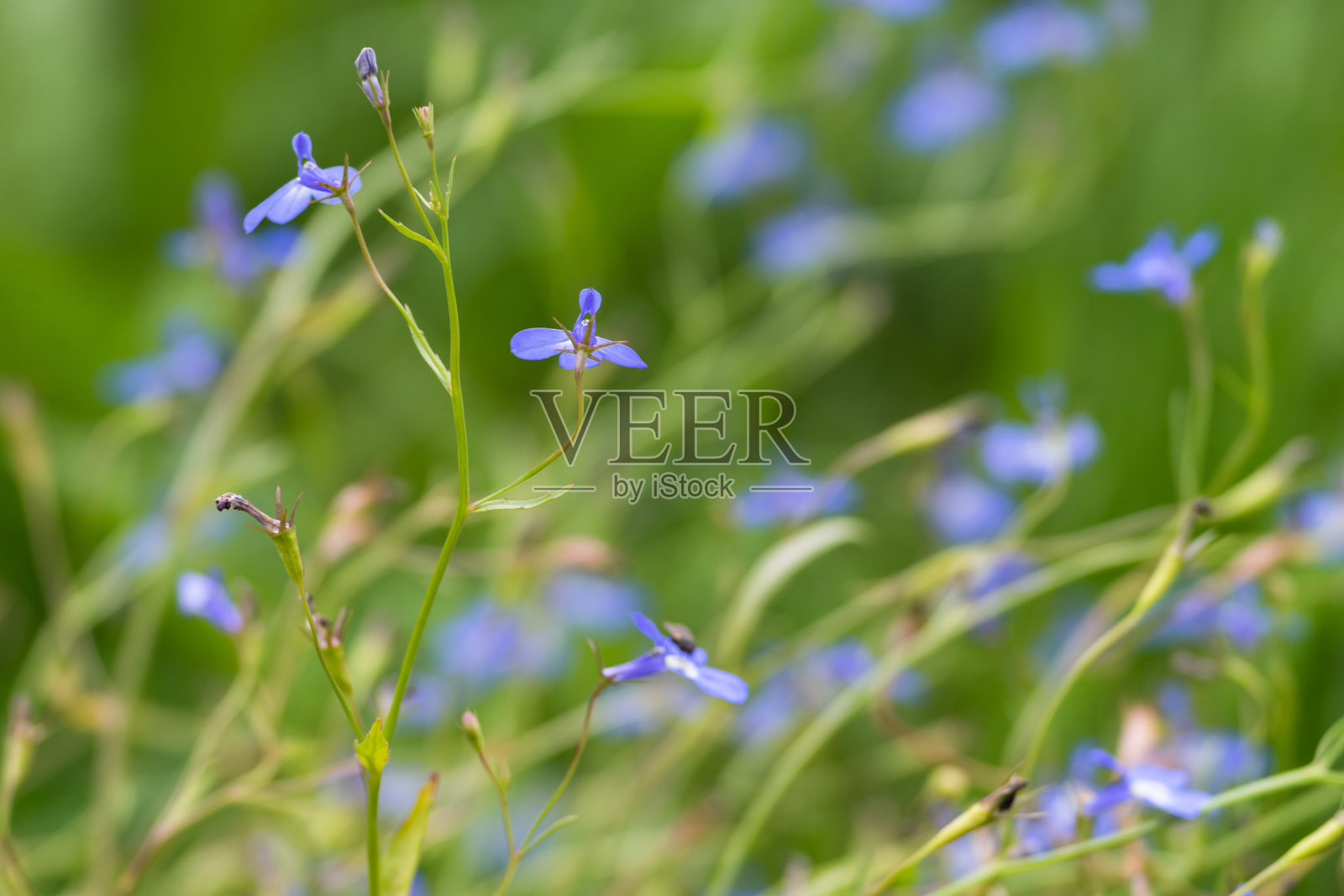 花园里的蓝色半边莲花。照片摄影图片