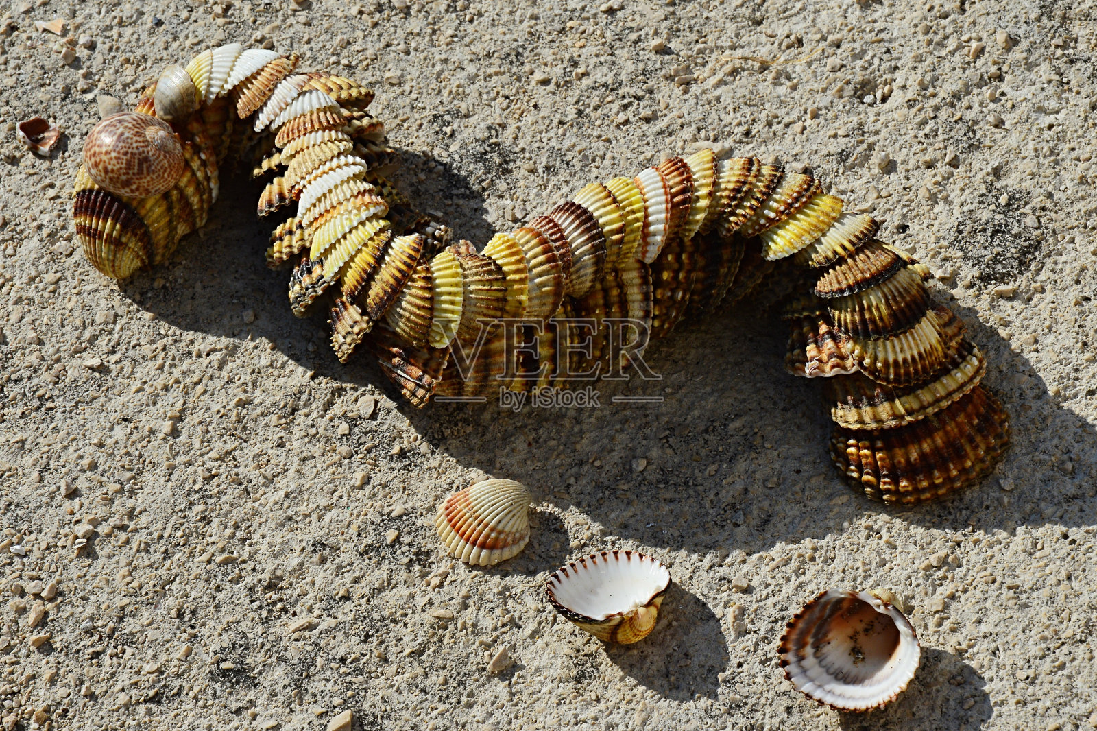 装饰用蛇或龙制成的双壳贝类软体动物蛤贝类放在混凝土沙滩上照片摄影图片