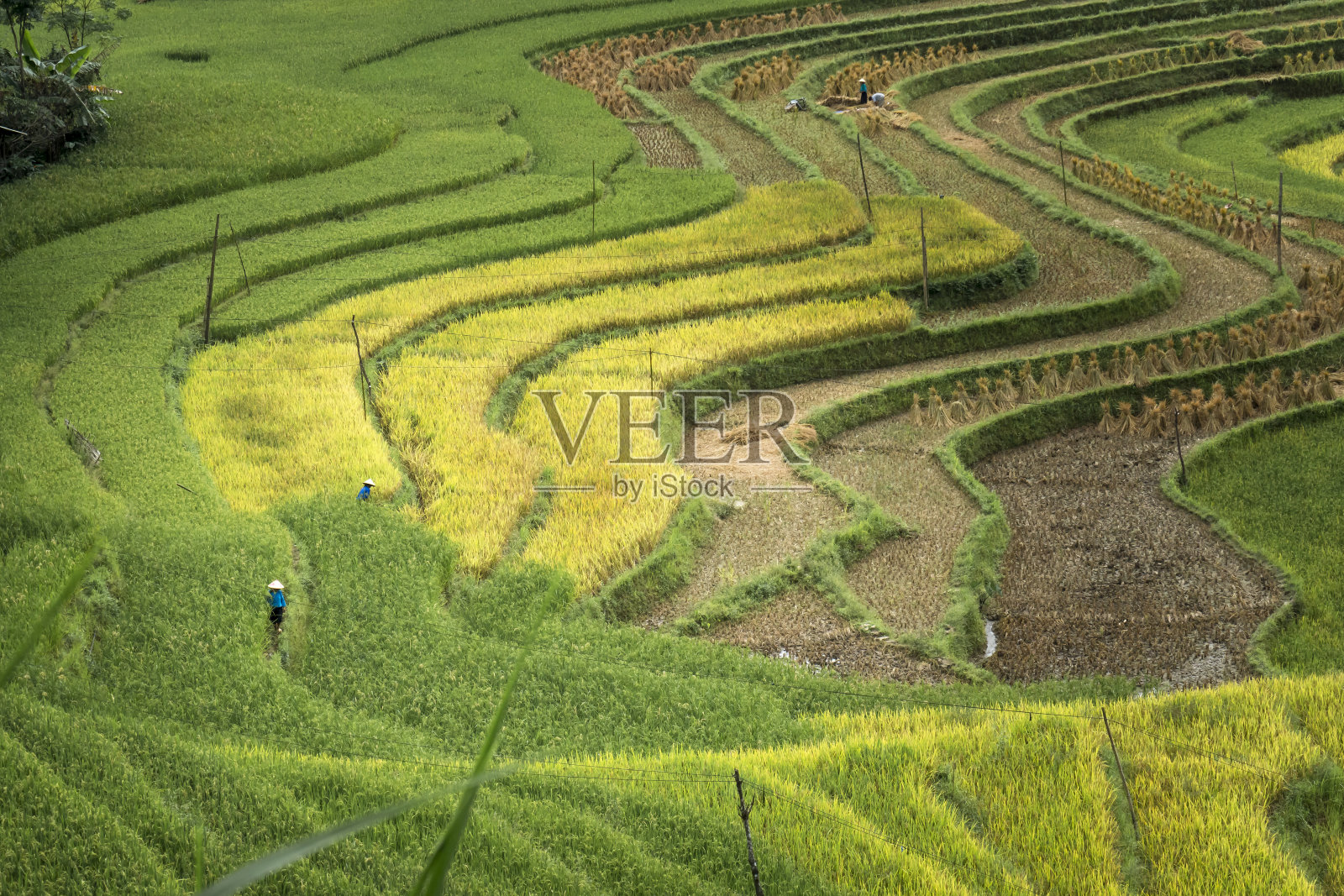 越南河江省黄苏皮美丽的梯田景色。西北高地的稻田成熟了照片摄影图片