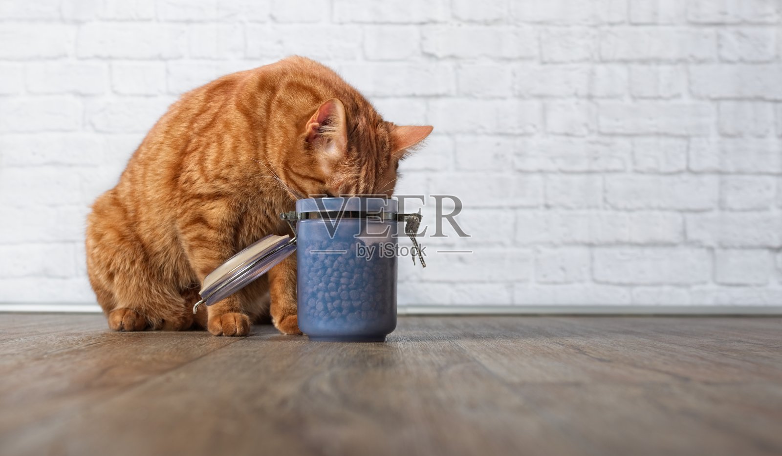 饥饿的姜猫从食物容器偷食物照片摄影图片