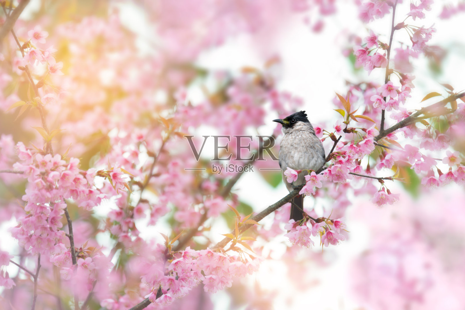 小鸟在樱花上休息照片摄影图片