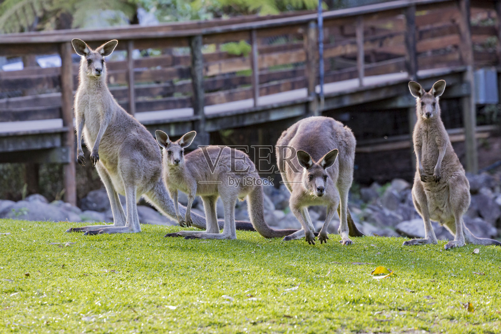 澳大利亚昆士兰东部灰色袋鼠照片摄影图片