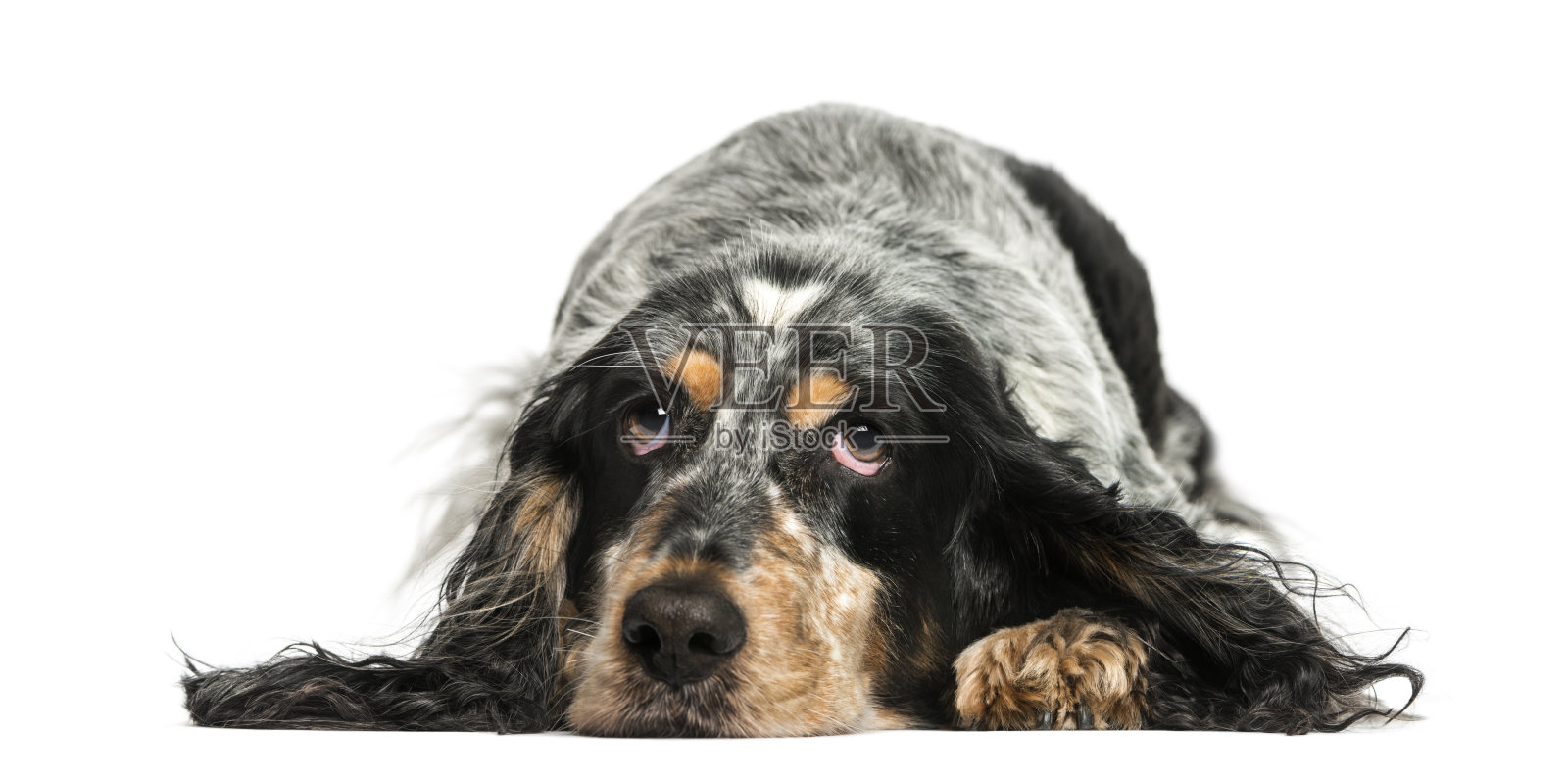 英语施普林格西班牙猎犬休息(7岁)照片摄影图片