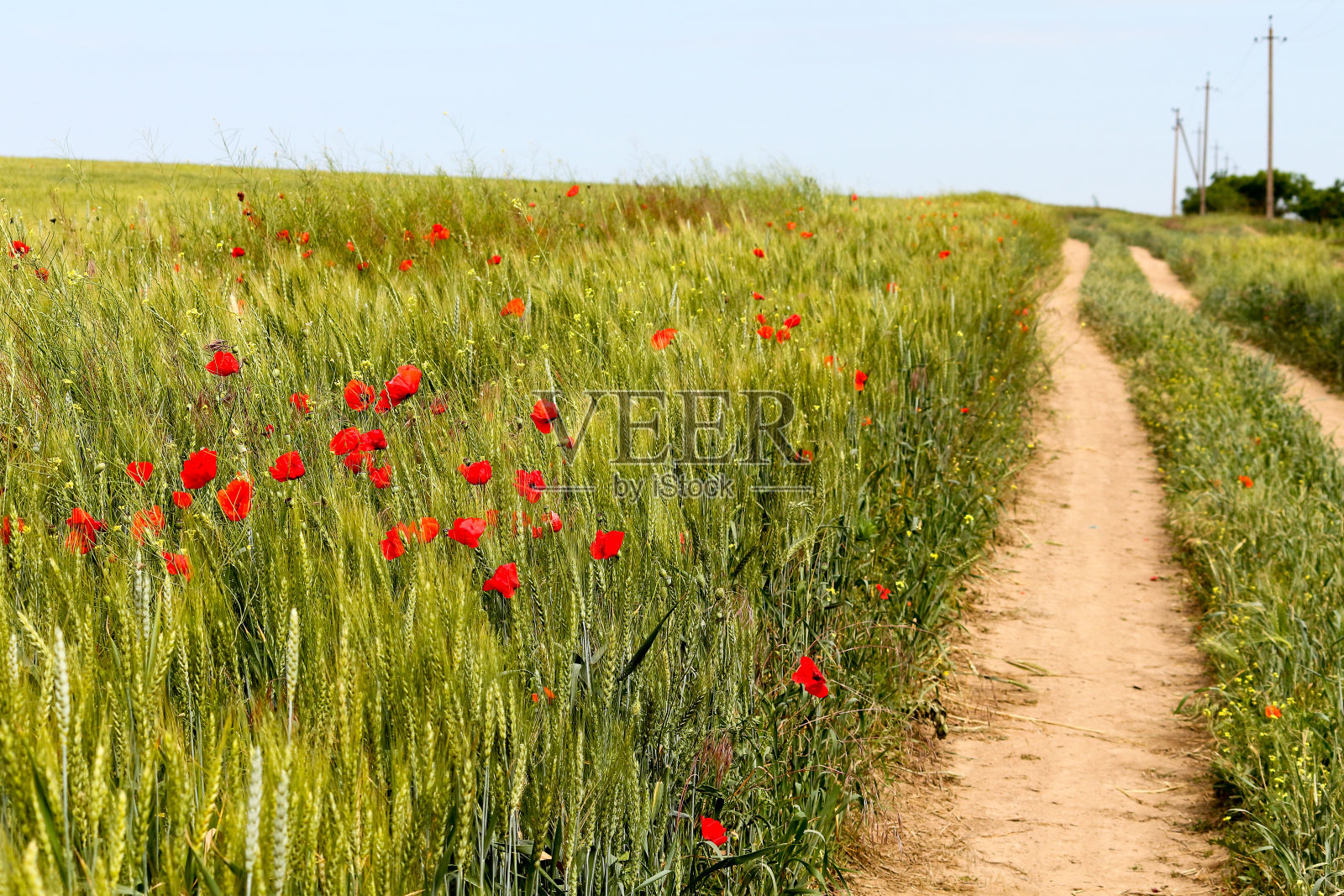 土路沿着绿色的麦田和红色的罂粟照片摄影图片