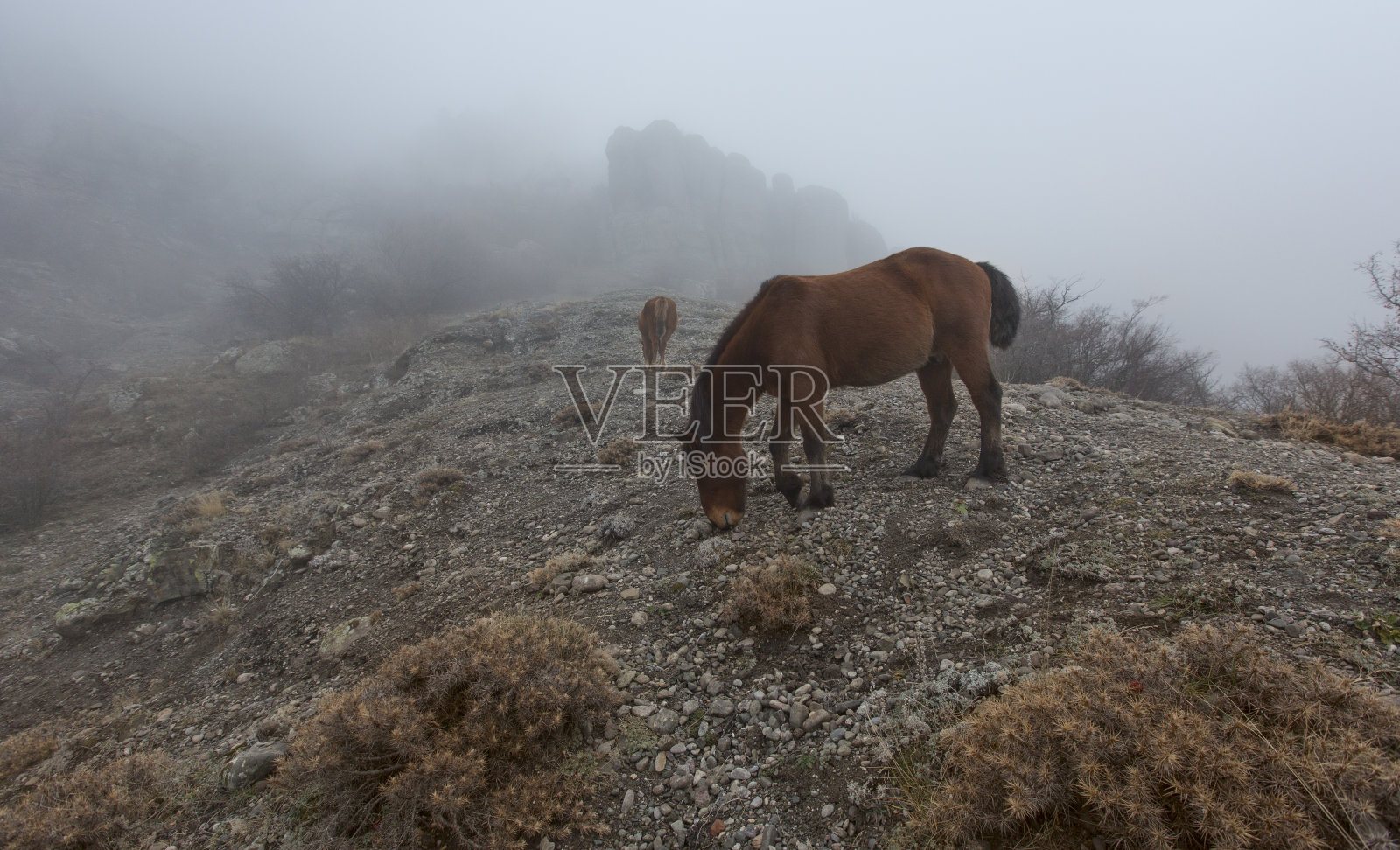 山上有放牧的马照片摄影图片