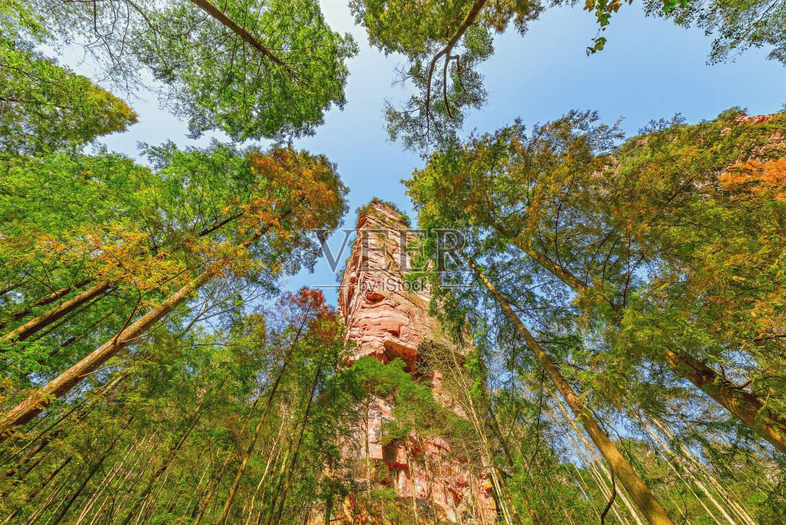 张家界森林公园的树冠。照片摄影图片
