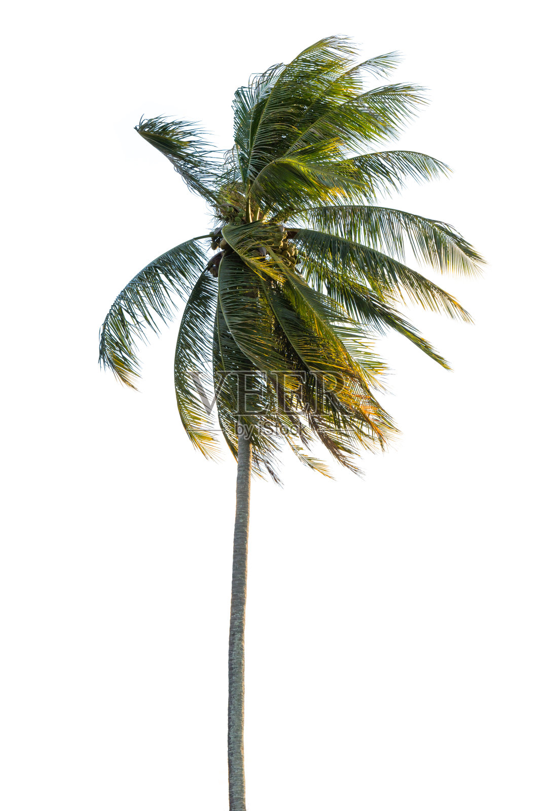 白色背景上孤立的椰子树照片摄影图片