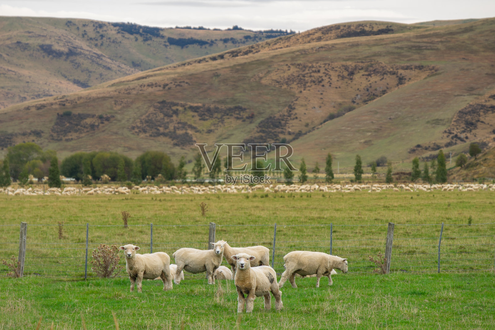 新西兰的羊群照片摄影图片