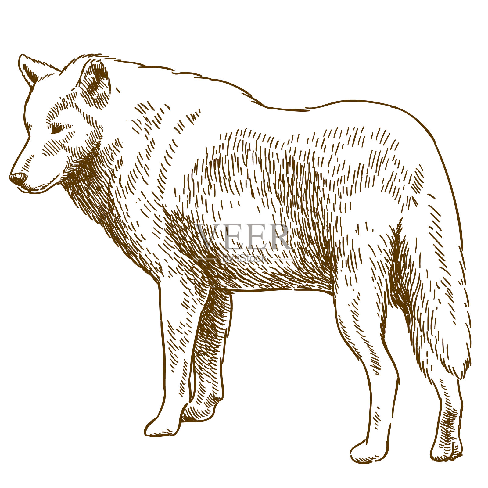 狼的雕刻绘画插图插画图片素材