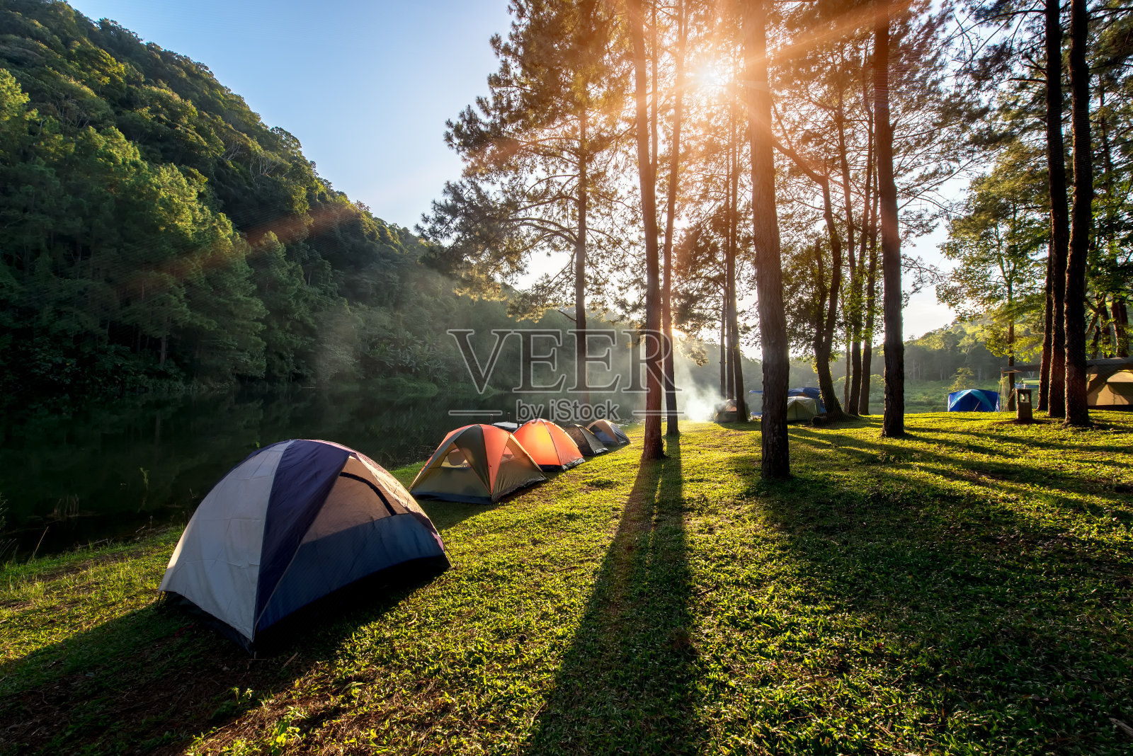 在松树森林公园里，早晨和日落时，在靠近水的松树森林下露营和帐篷，照片摄影图片