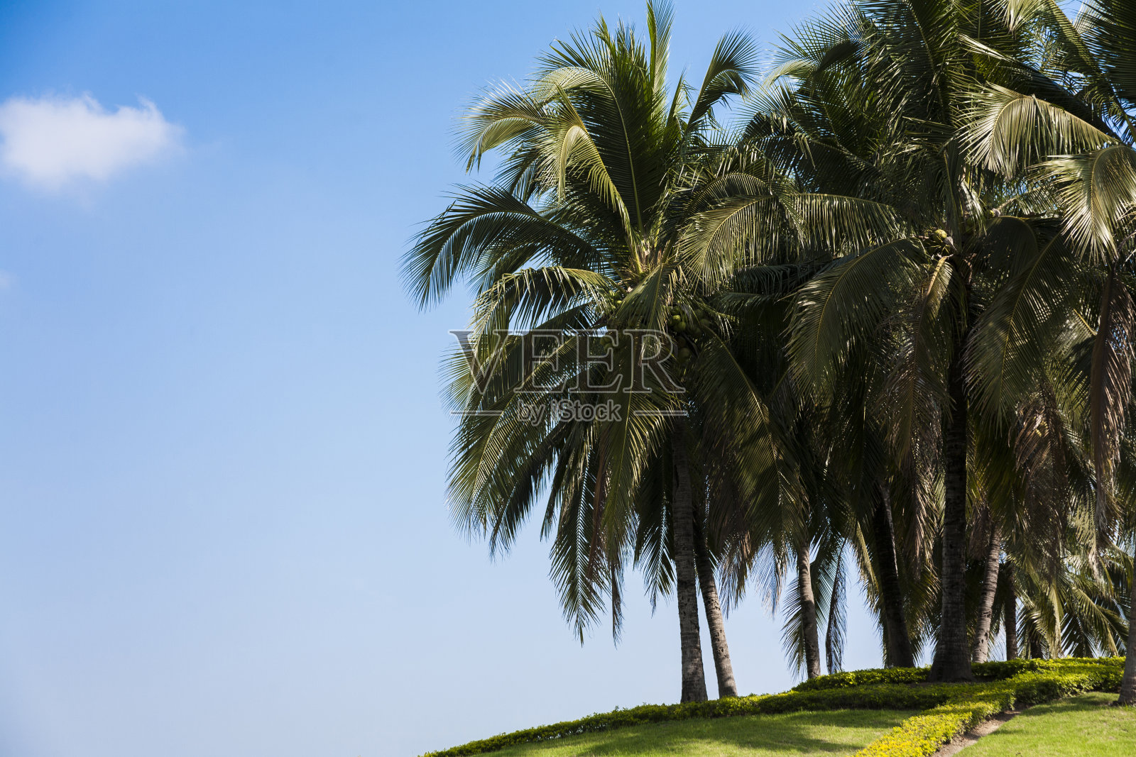 背景照片:云和天空的椰子树照片摄影图片
