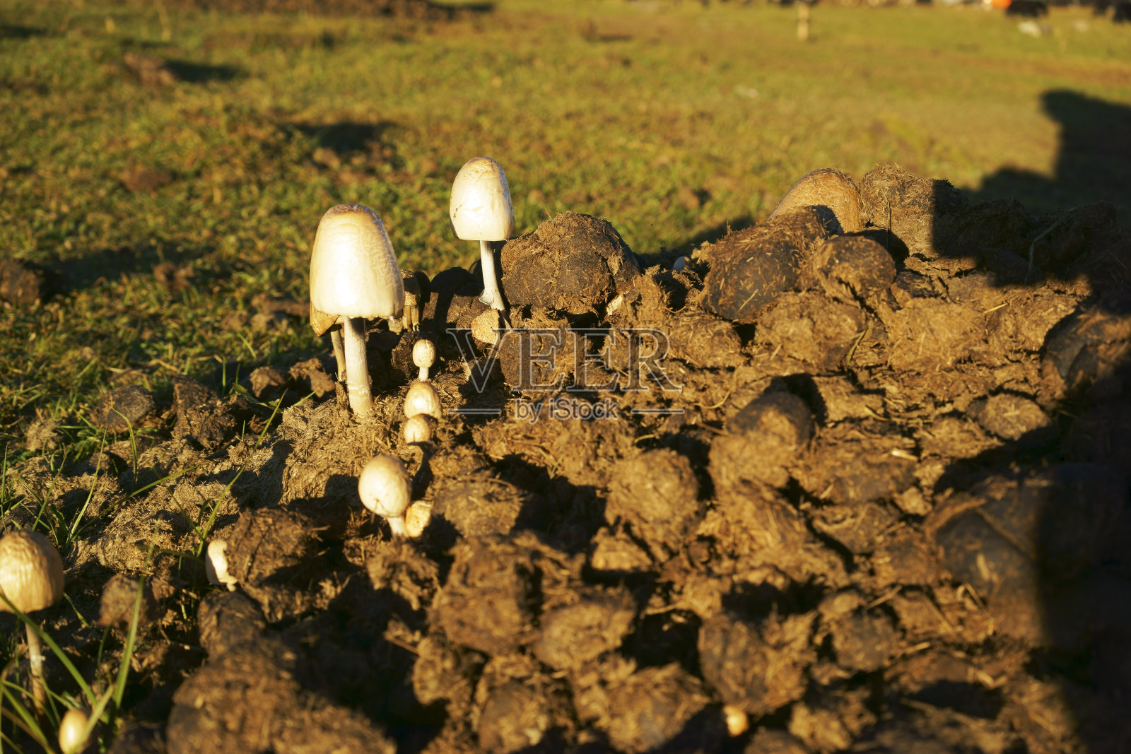 牛粪上的蘑菇——粪便上的蘑菇照片摄影图片