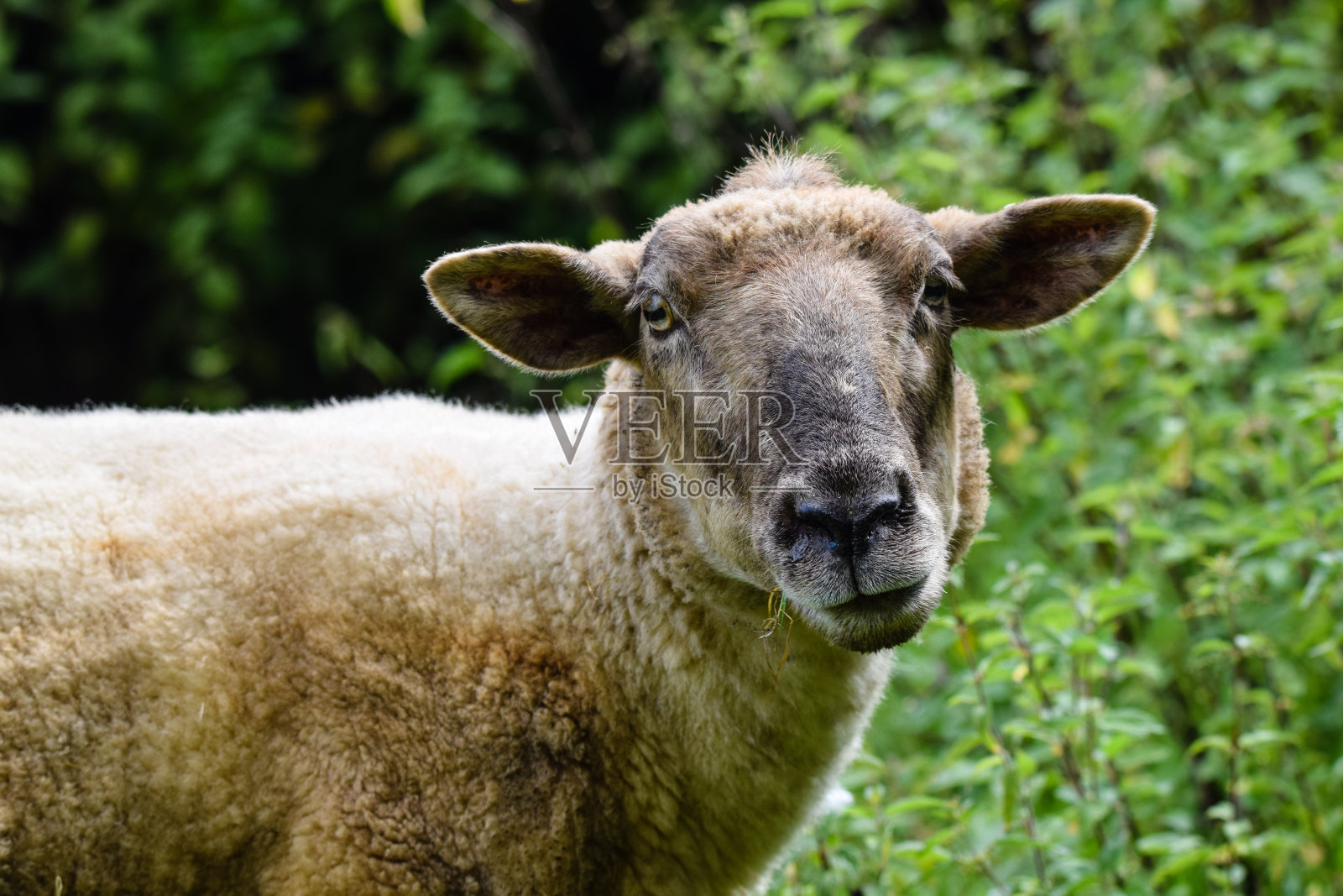 在夏季草地上吃草的绵羊照片摄影图片