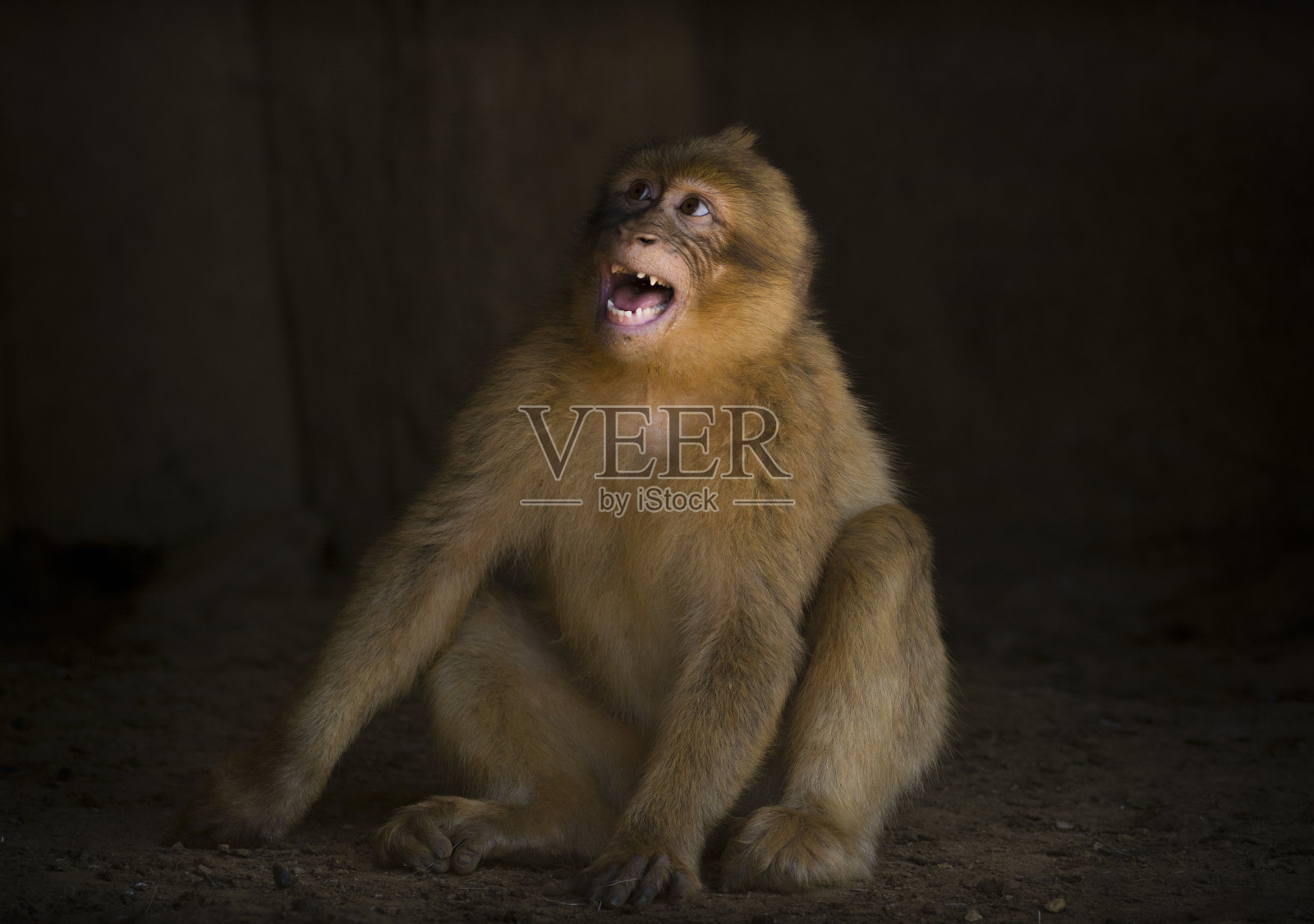 直布罗陀猴子。照片摄影图片