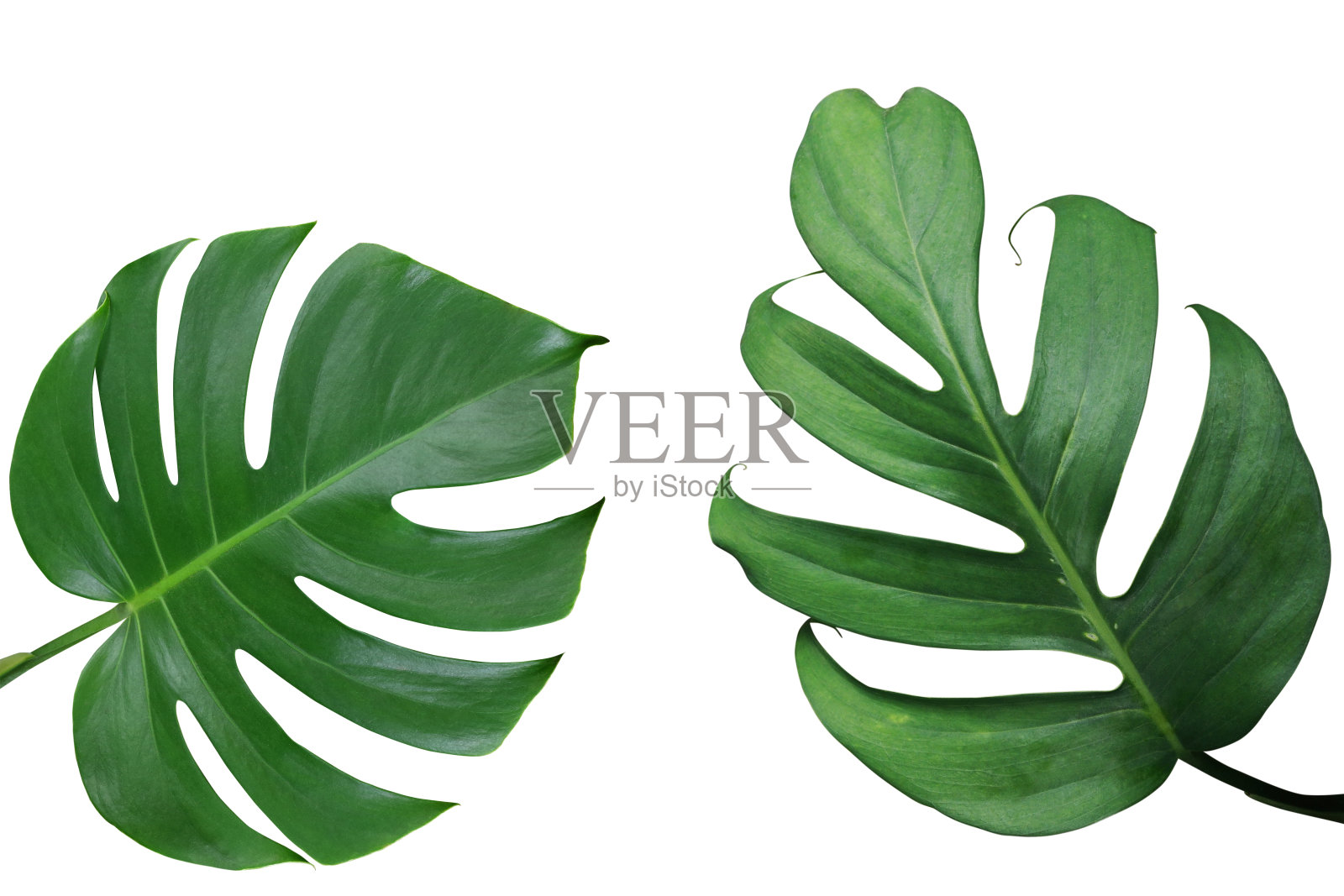 热带叶的自然框架布局，白底孤立的外来叶类植物，包括剪枝路径。照片摄影图片