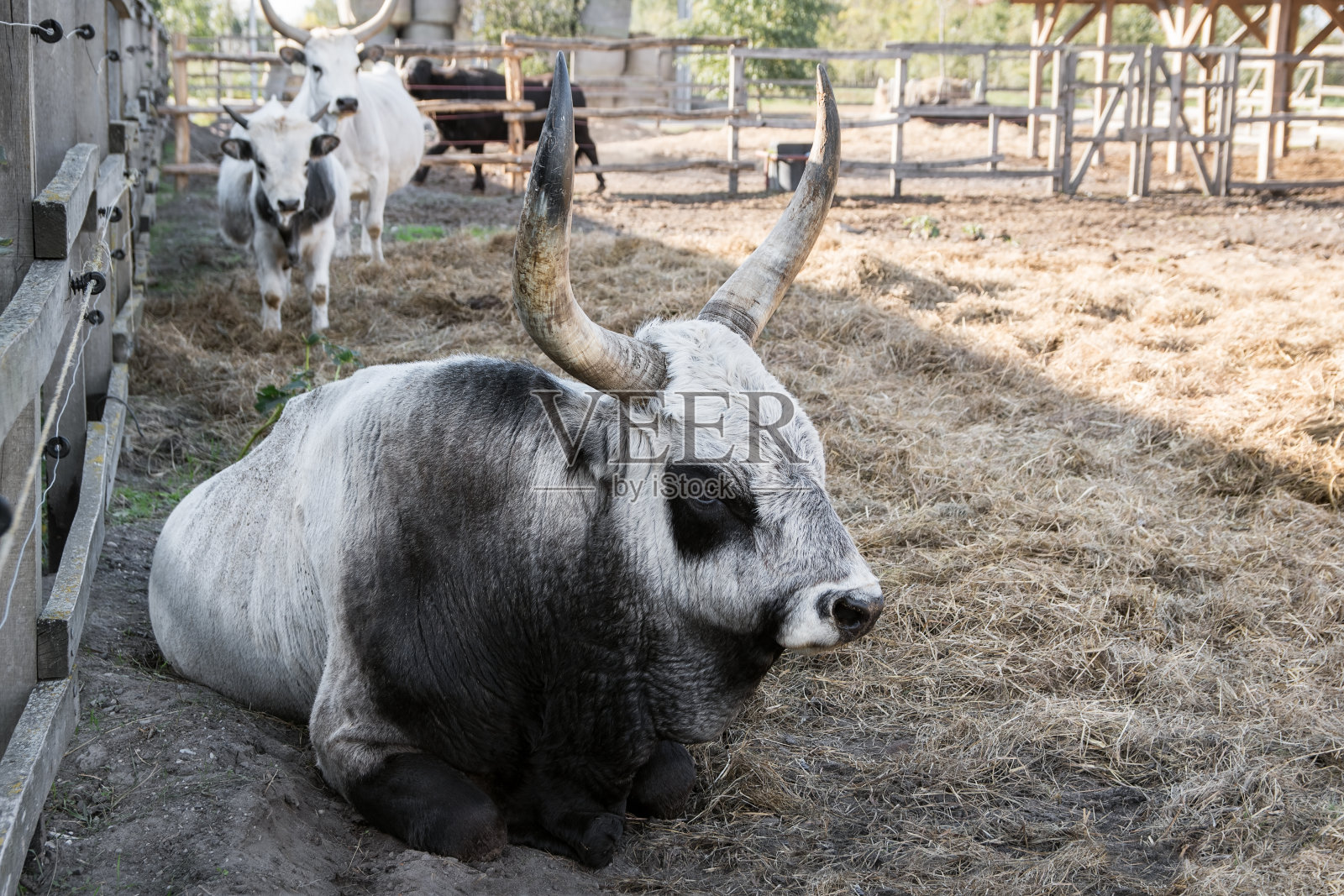 匈牙利灰牛，公牛和小牛，匈牙利照片摄影图片