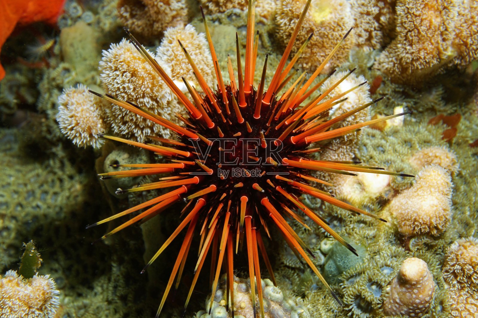 水下加勒比海暗礁海胆的活标本照片摄影图片
