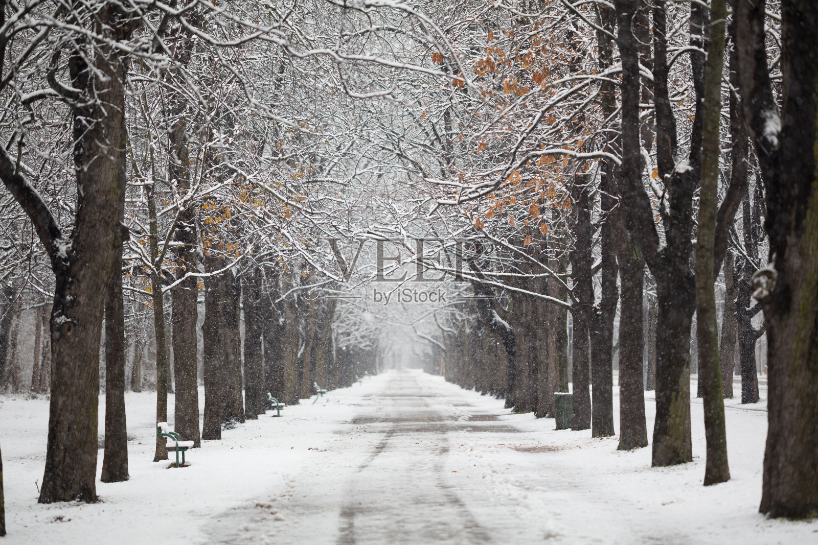 四季-空旷的雪地里的乡间小路上有树，浅的焦点照片摄影图片