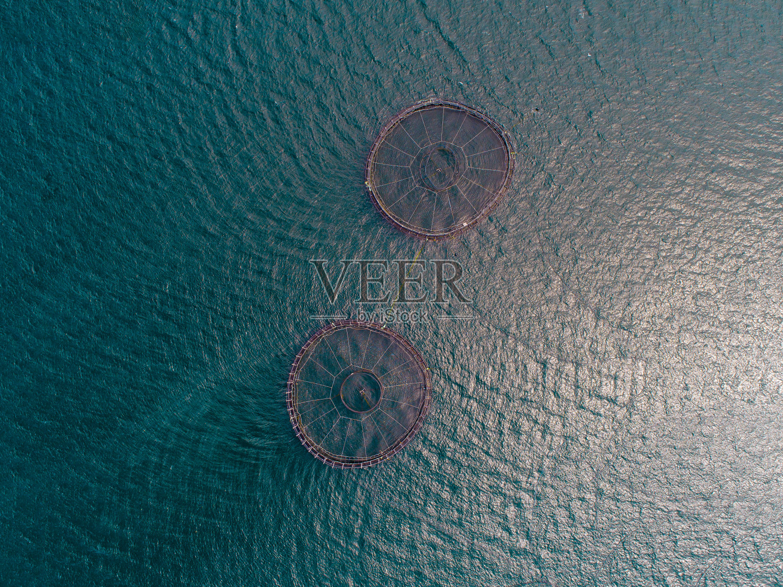 塔斯马尼亚鲑鱼养殖场照片摄影图片