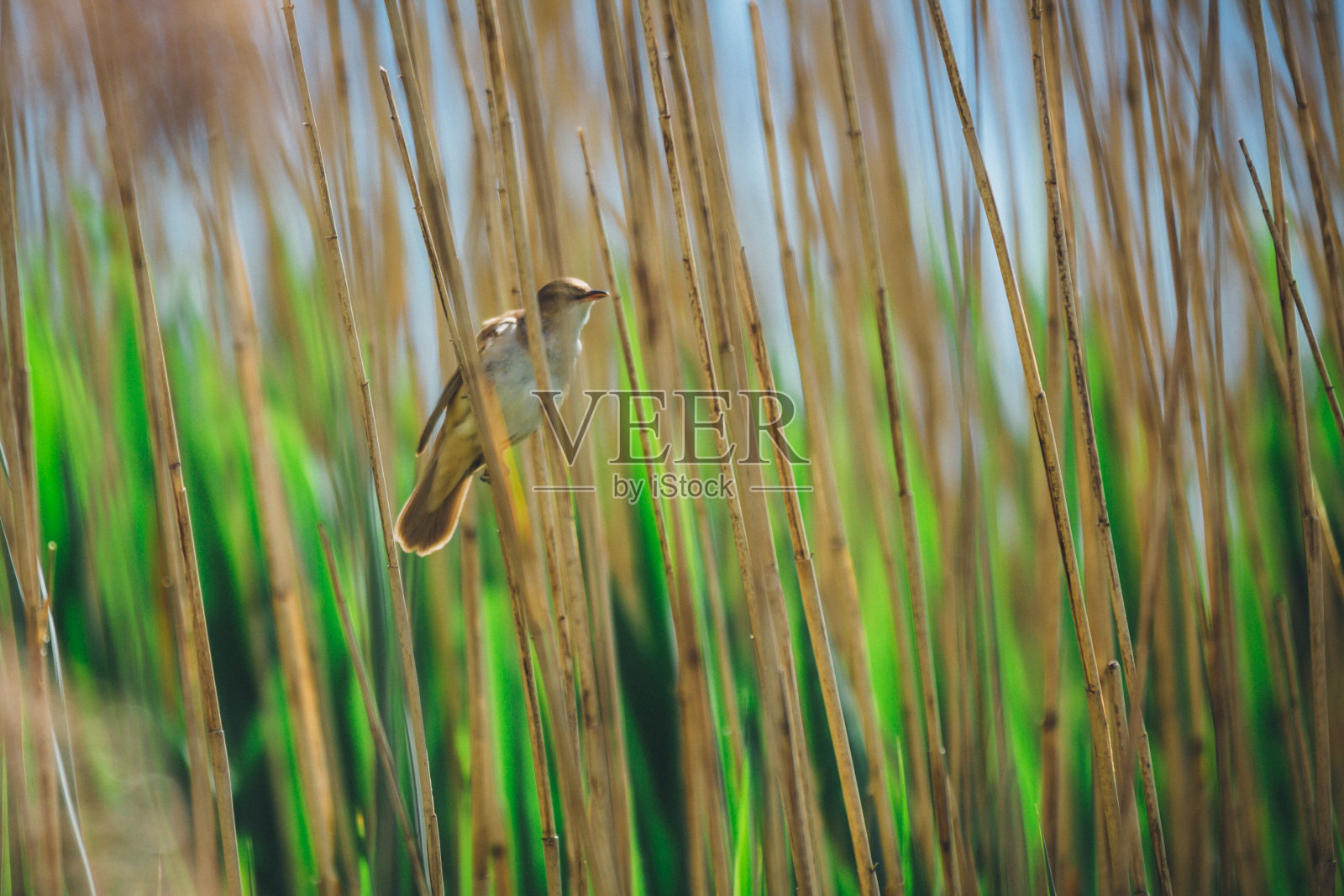 春天湖边的苇莺照片摄影图片