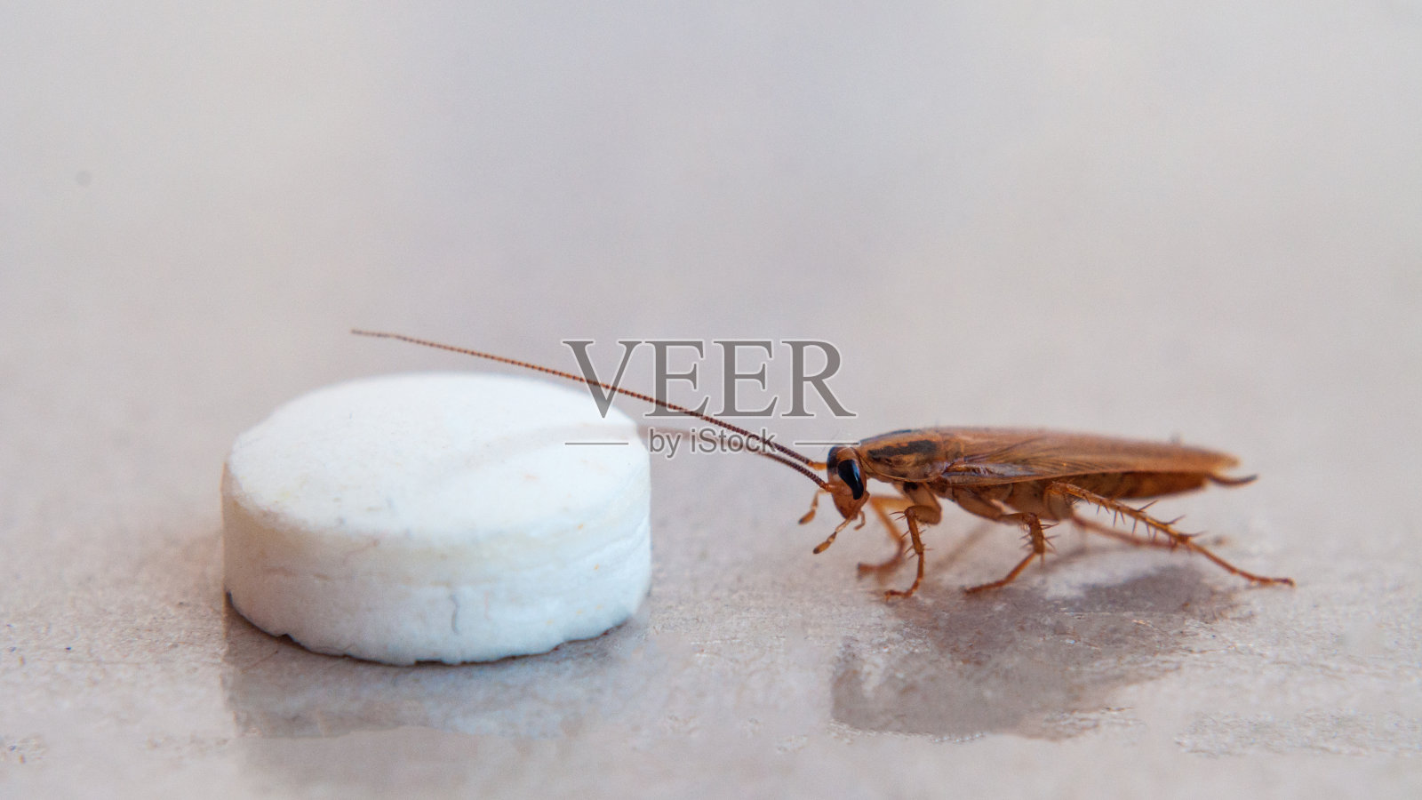 蟑螂以药丸的形式爬向诱饵，并粘在粘性的表面落入陷阱。照片摄影图片