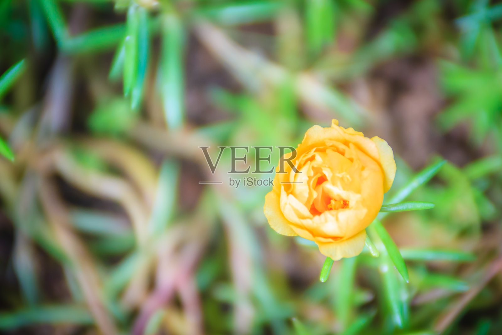 美丽的黄色马齿苋花，也被称为普通马齿苋、小猪草、红根或马齿苋。照片摄影图片