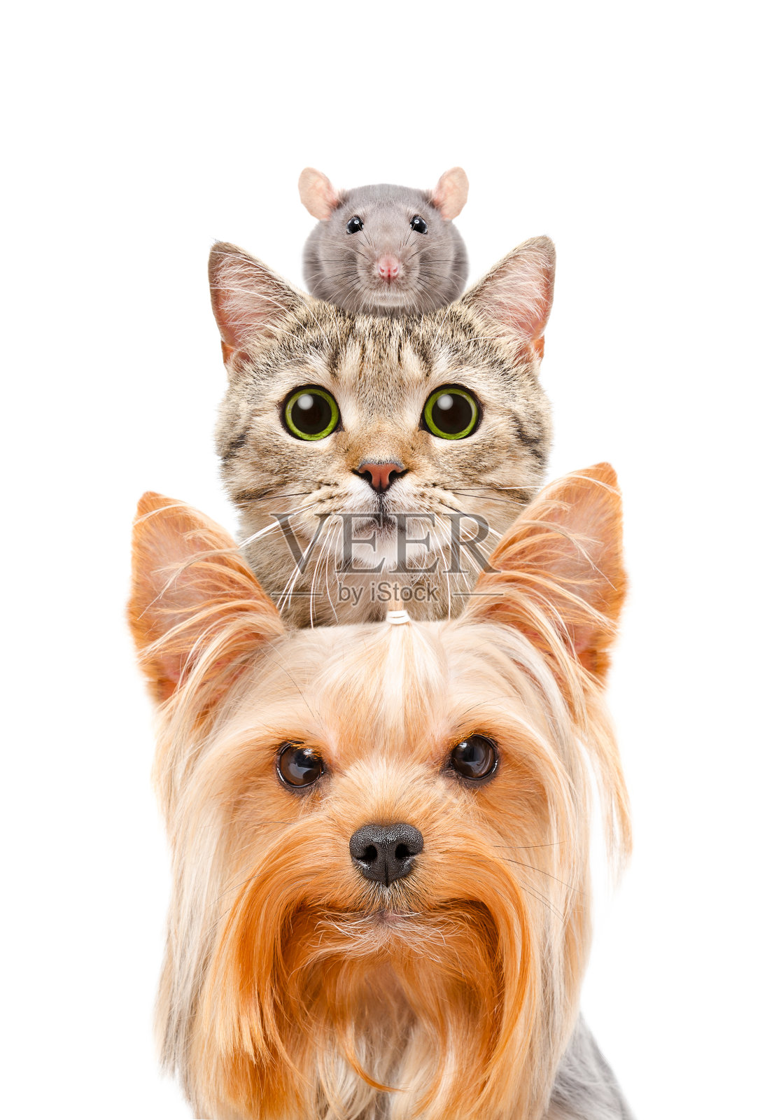 狗，猫和老鼠的滑稽肖像照片摄影图片