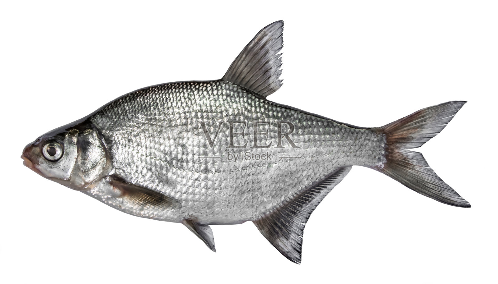 鱼孤立在白色背景上。常见的河鲤科鱼。侧视图照片摄影图片
