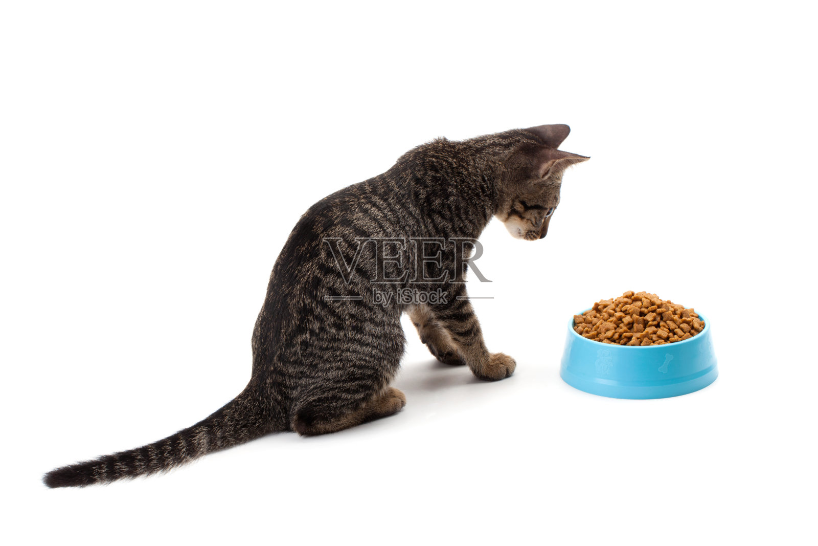 猫吃宠物干粮照片摄影图片