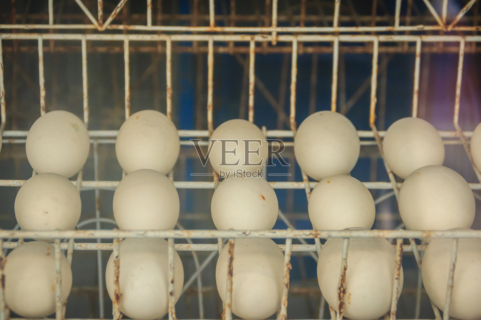 在鳄鱼养殖场里，白色的鳄鱼蛋正放在孵卵架上。照片摄影图片