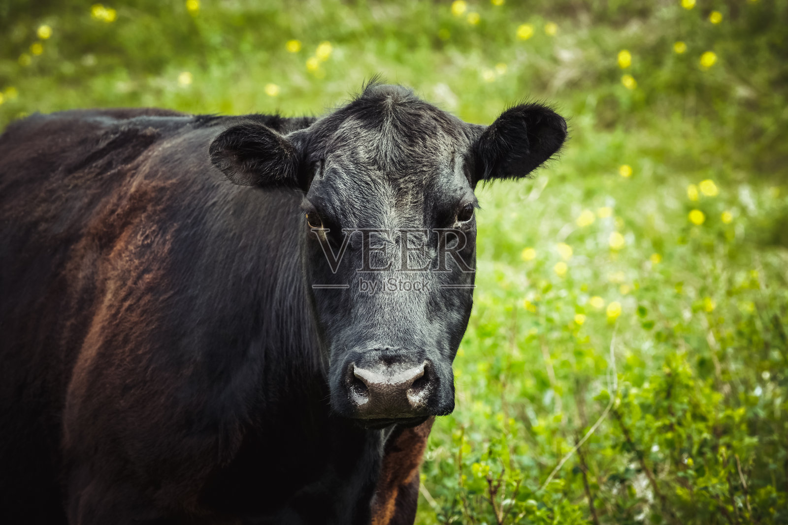 黑色安格斯牛与一个漂亮的脸-近距离和看向相机照片摄影图片