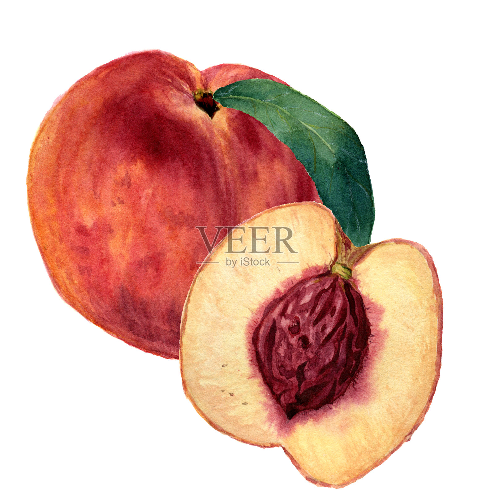 水彩桃叶和半切桃。手绘食物插图在白色的背景。为设计，纺织和背景。现实的植物插图。插画图片素材