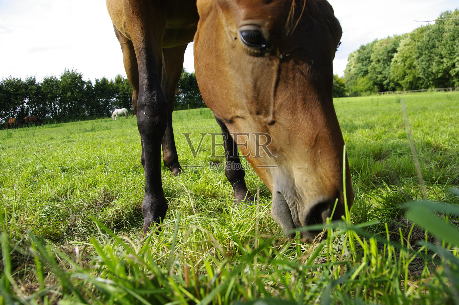 马吃照片摄影图片