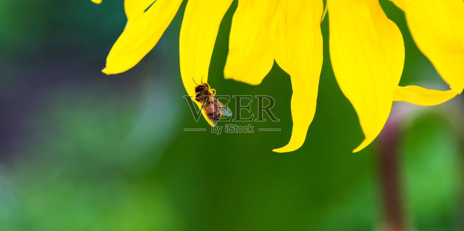 向日葵花瓣上的蜜蜂照片摄影图片