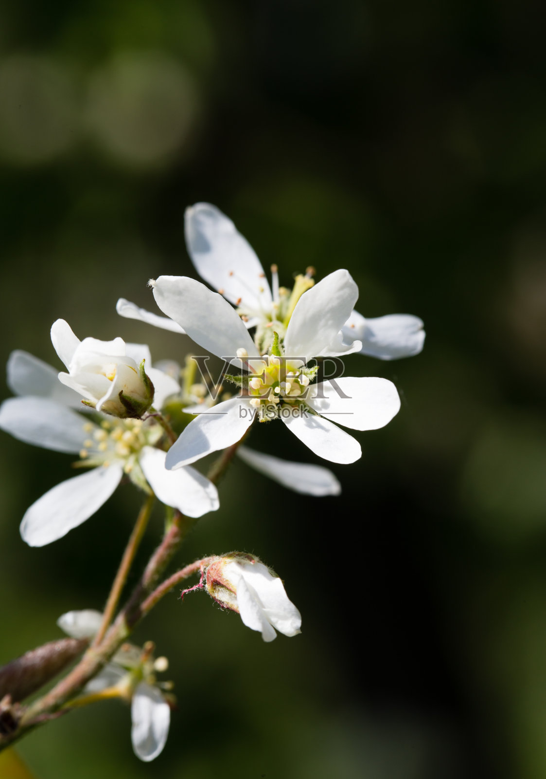 在阳光的照射下，一株墨珠兰的白色花朵被点亮了照片摄影图片