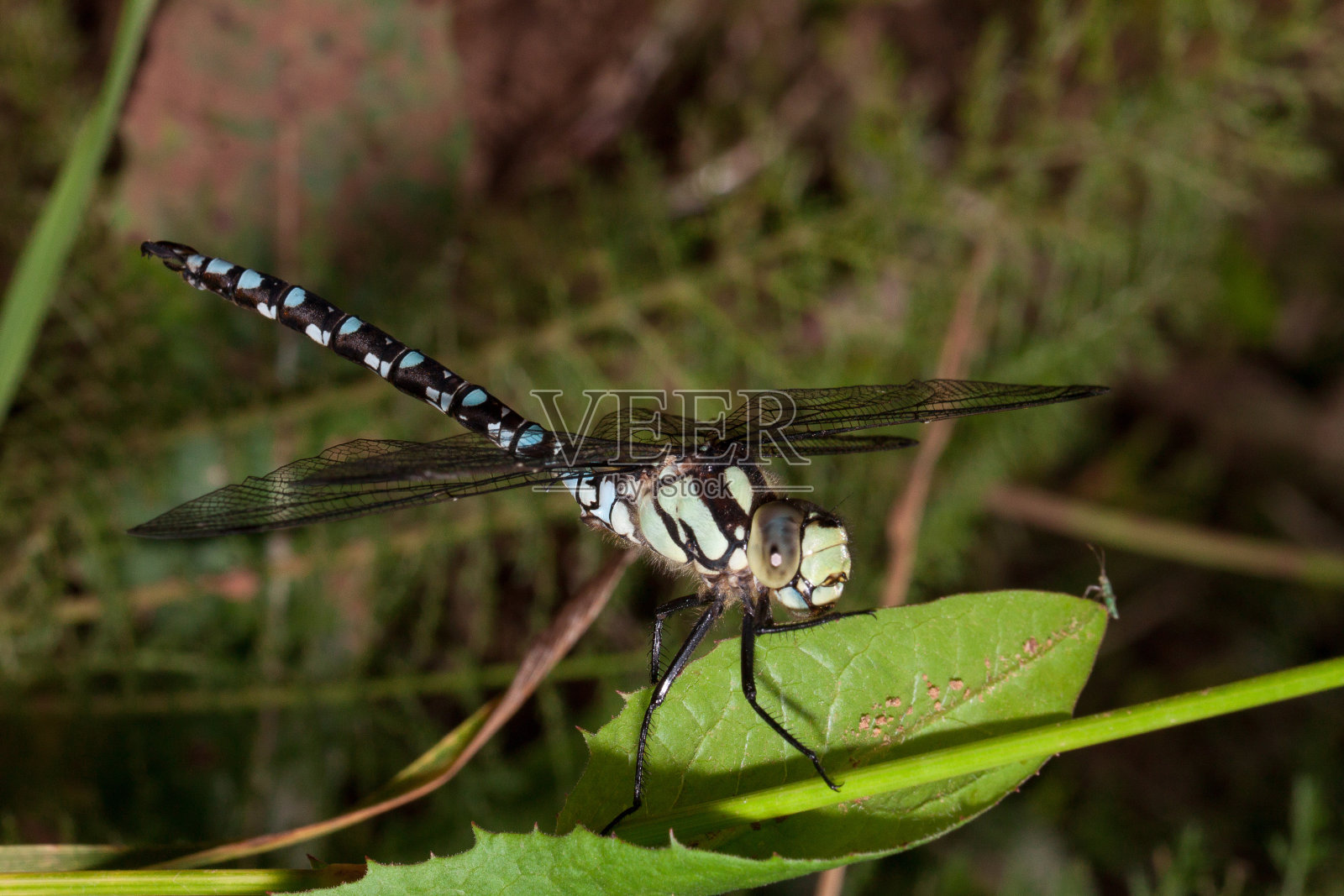 美丽的蜻蜓有着透明的翅膀坐在一片绿色的叶子上。照片摄影图片