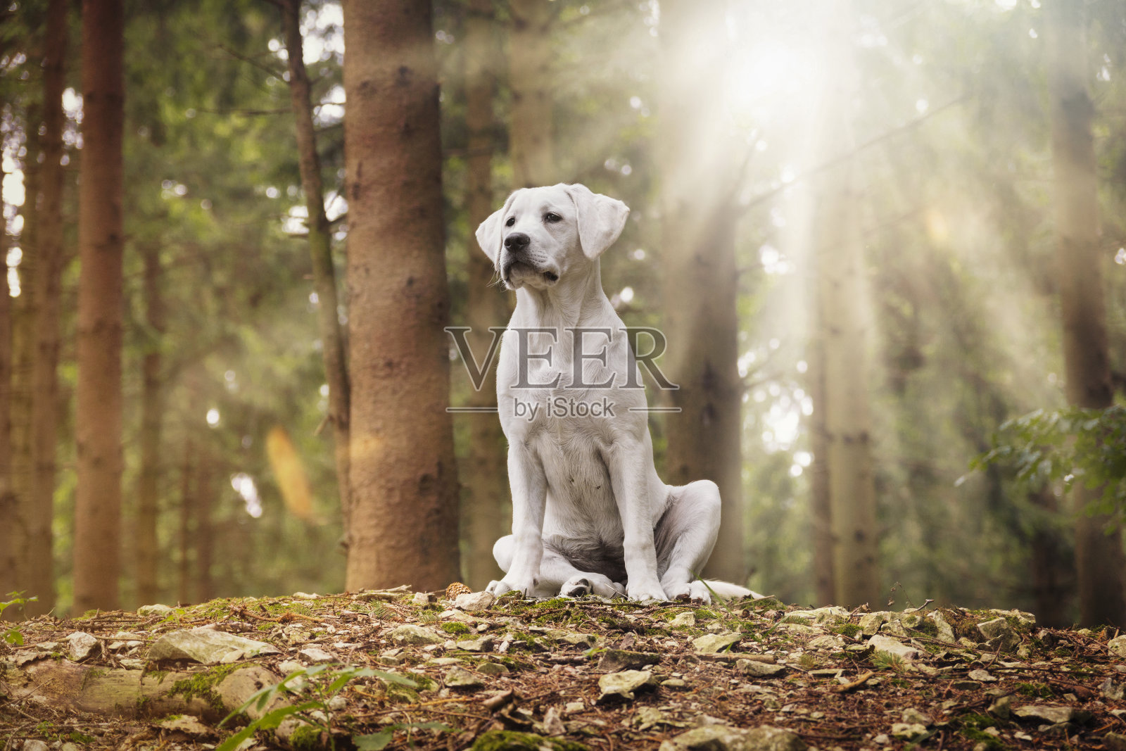 森林里的小拉布拉多猎犬照片摄影图片