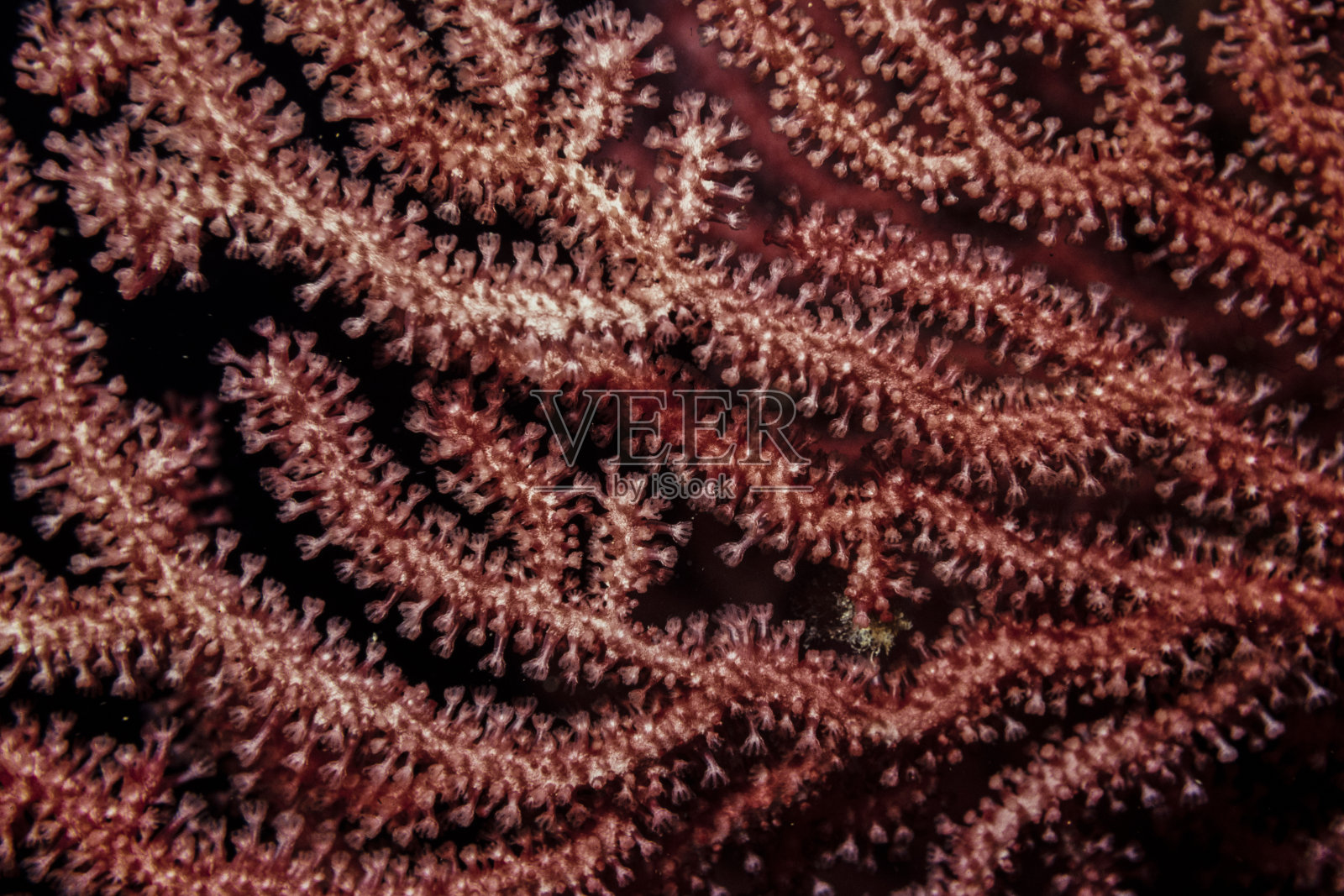 礁石上的红色柳珊瑚照片摄影图片