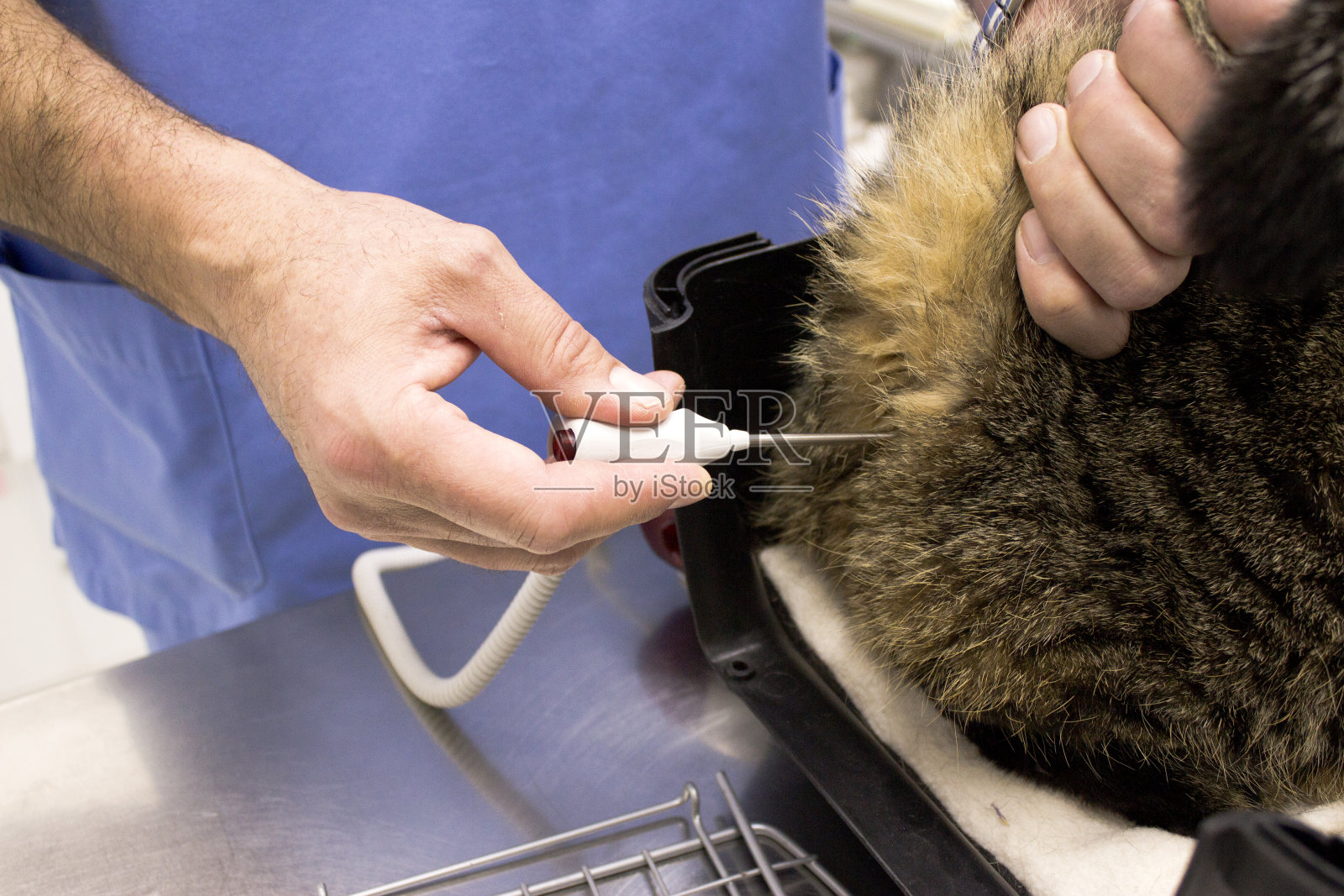 男性兽医测量姜猫的温度照片摄影图片