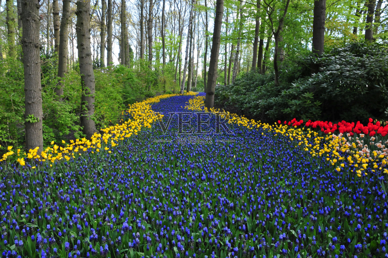 在荷兰库肯霍夫花园拍摄的带有黄色边框的装饰性紫罗兰花坛照片摄影图片