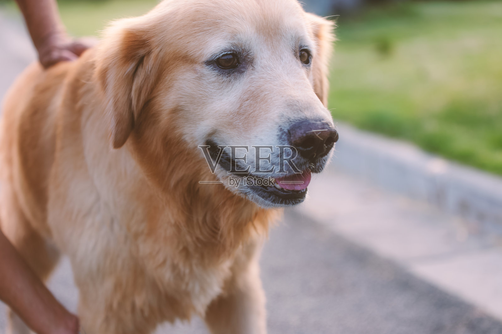 一只金毛猎犬咧开嘴笑了。照片摄影图片