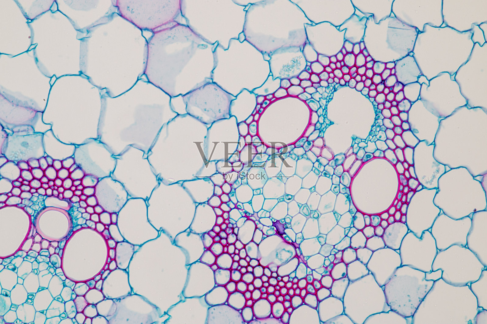 课堂教学显微镜下的植物茎横截面。照片摄影图片