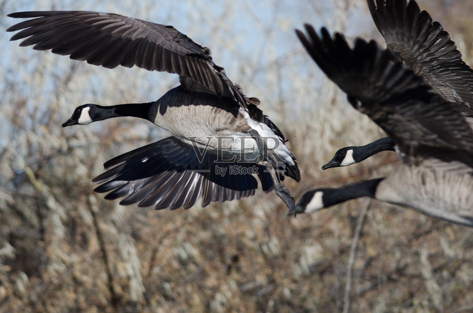加拿大鹅降落在湿地上照片摄影图片